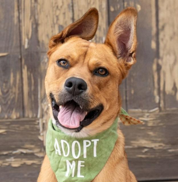 Enlarge Holly - Adopt Me!, a Adoptable mixed breed in Lake Forest, CA image 4/6