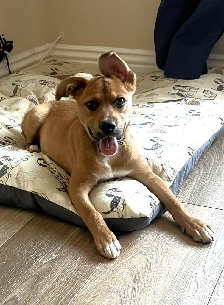 Holly - Adopt Me!, a Adoptable mixed breed in Lake Forest, CA image 3/6