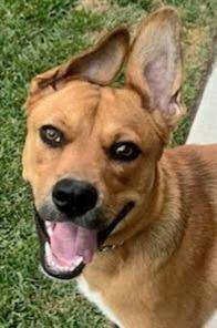 Holly - Adopt Me!, a Adoptable mixed breed in Lake Forest, CA image 4/6