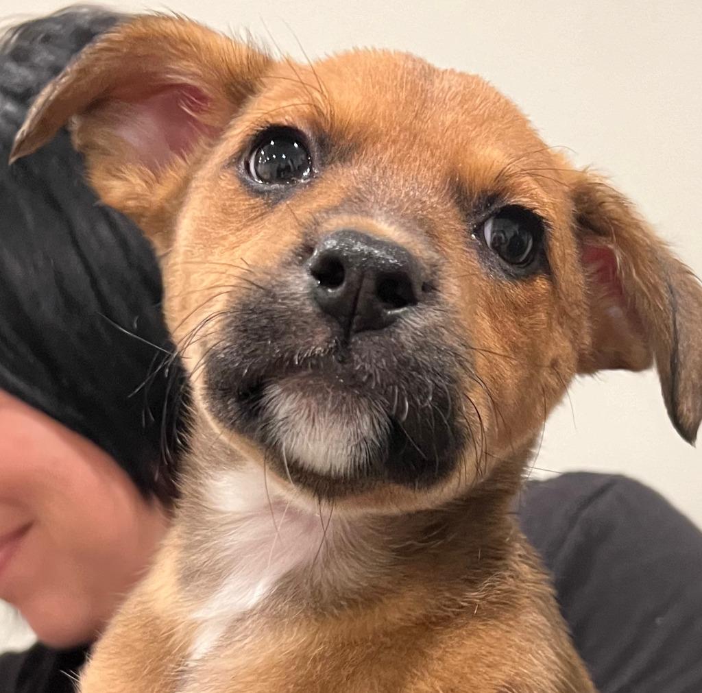 Enlarge Holly - Adopt Me!, a Adoptable mixed breed in Lake Forest, CA image 5/6