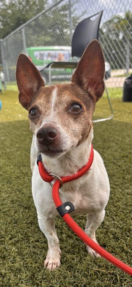 Enlarge Cinnamon, a Adoptable Jack Russell Terrier in Orlando, FL image 1/3