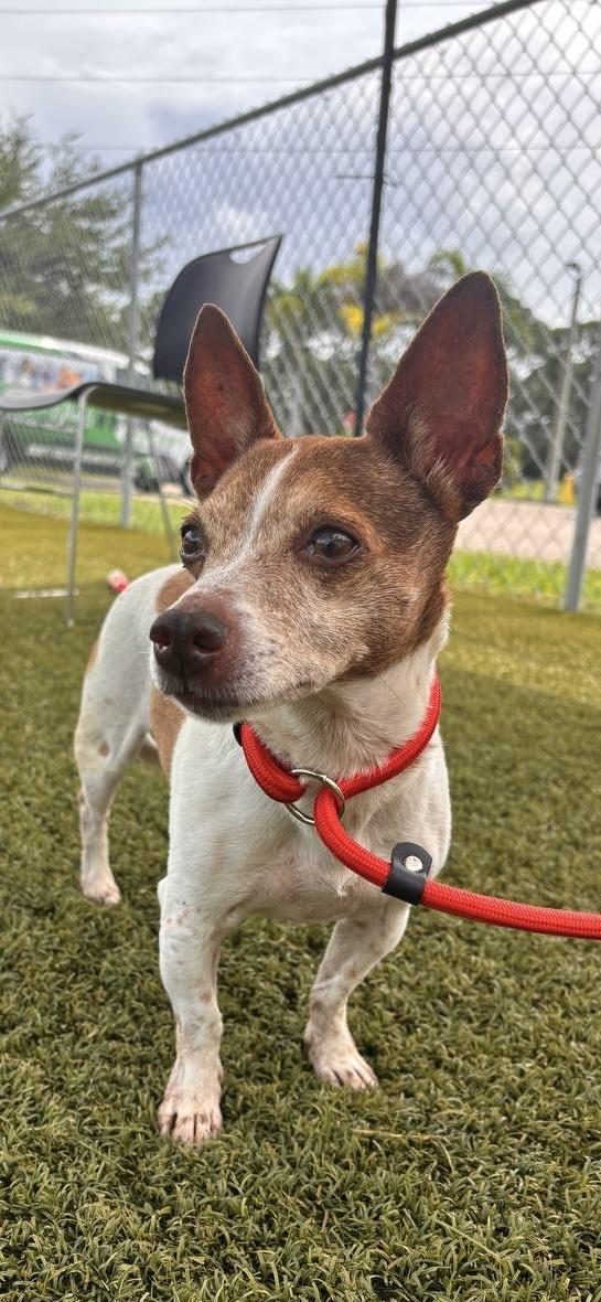 Enlarge Cinnamon, a Adoptable Jack Russell Terrier in Orlando, FL image 2/3