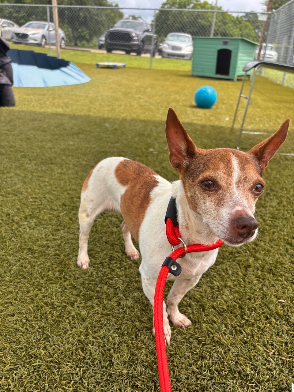 Enlarge Cinnamon, a Adoptable Jack Russell Terrier in Orlando, FL image 3/3