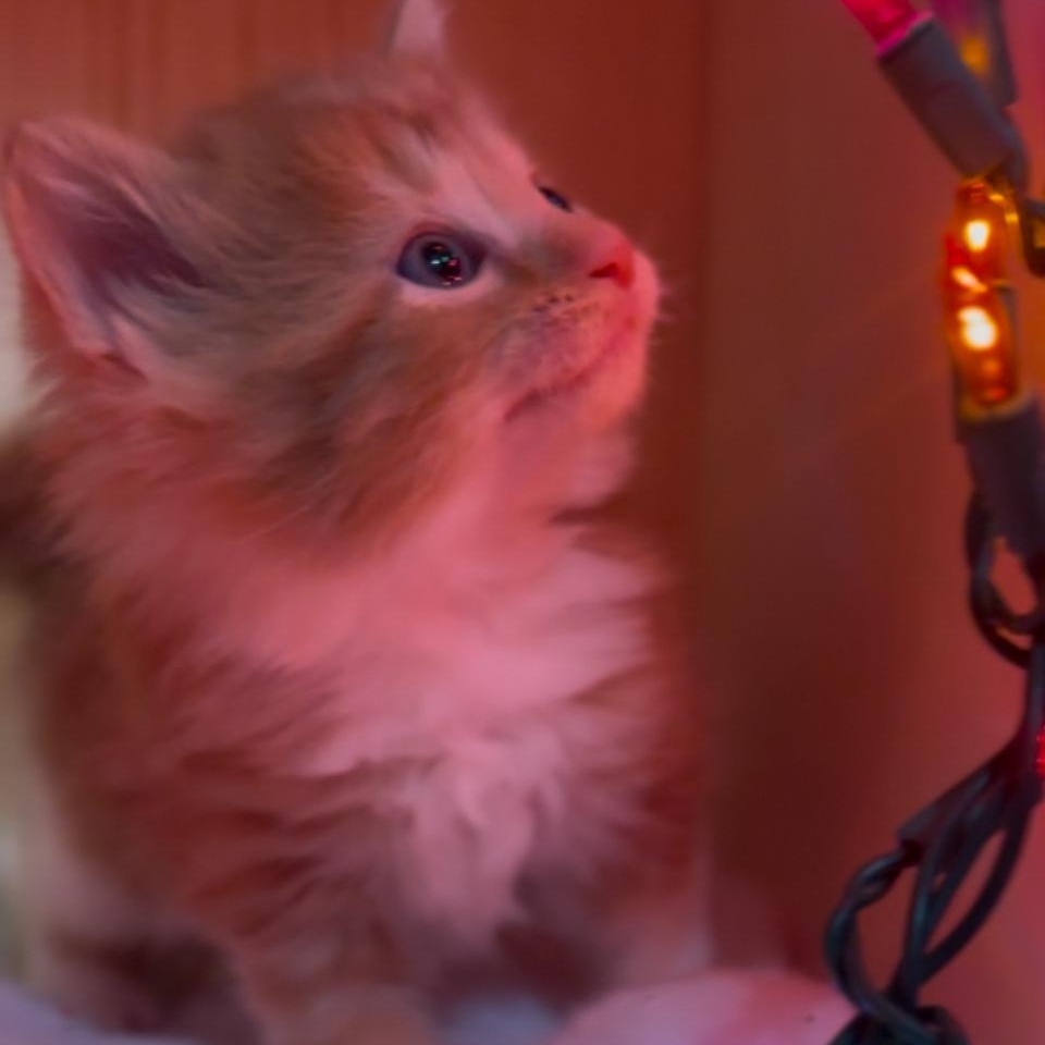 Clarence, ADOPTABLE, Kitten Male Domestic Long Hair.