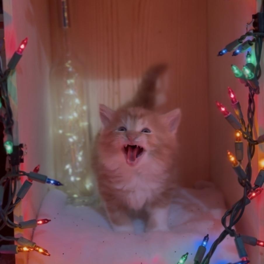 Enlarge Clarence, an adopted Domestic Long Hair in Crown Point, IN image 3/4