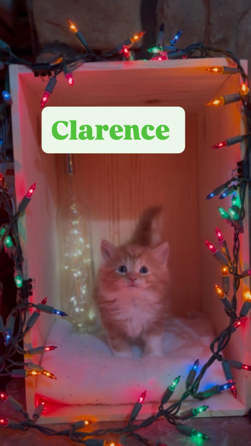 Enlarge Clarence, an adopted Domestic Long Hair in Crown Point, IN image 2/4