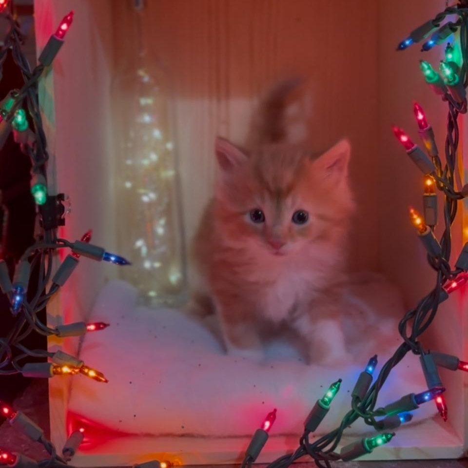 Enlarge Clarence, an adopted Domestic Long Hair in Crown Point, IN image 4/4