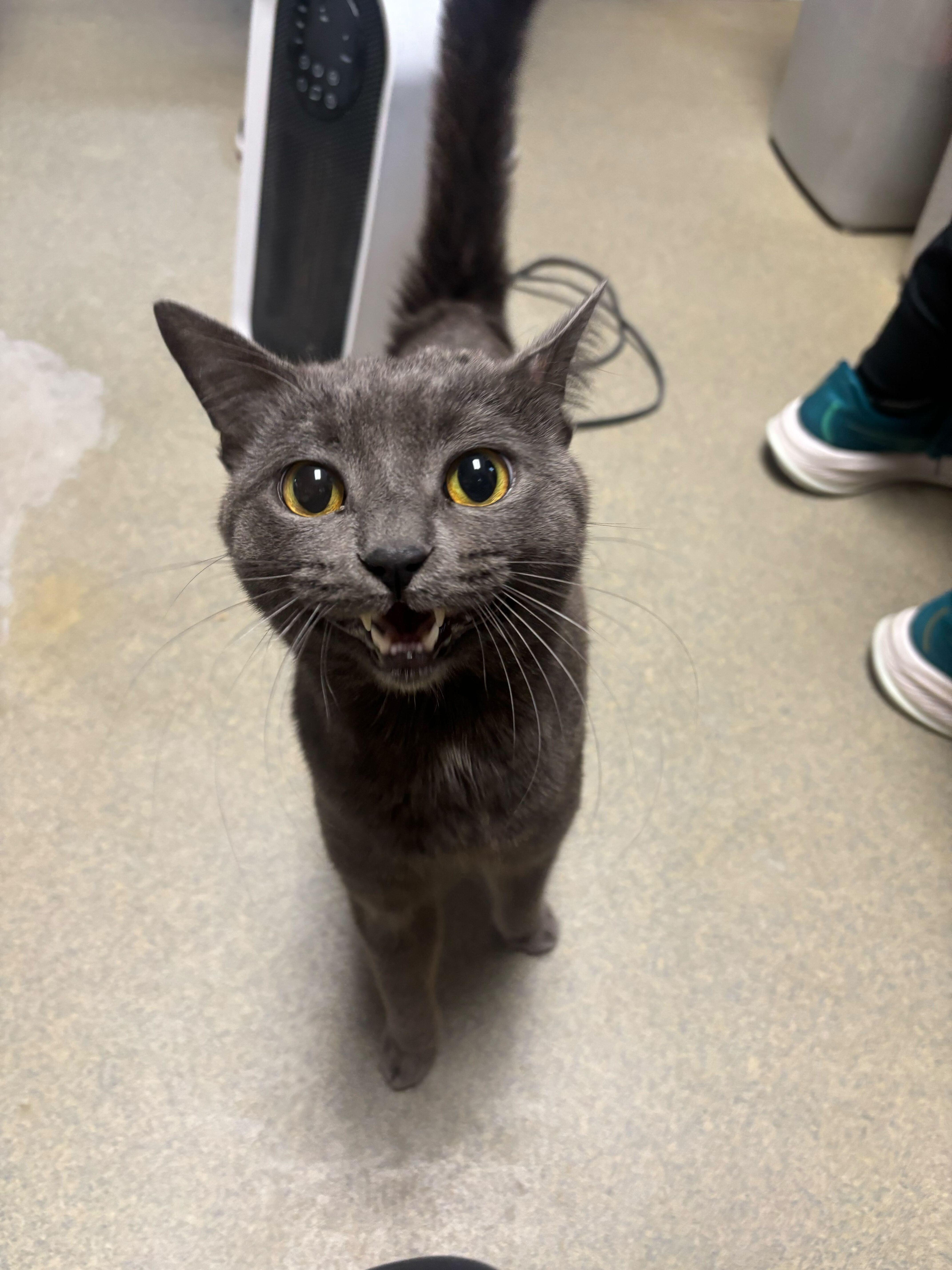 Enlarge Hackensack, an adopted Domestic Short Hair in Manchester, NH image 1/1