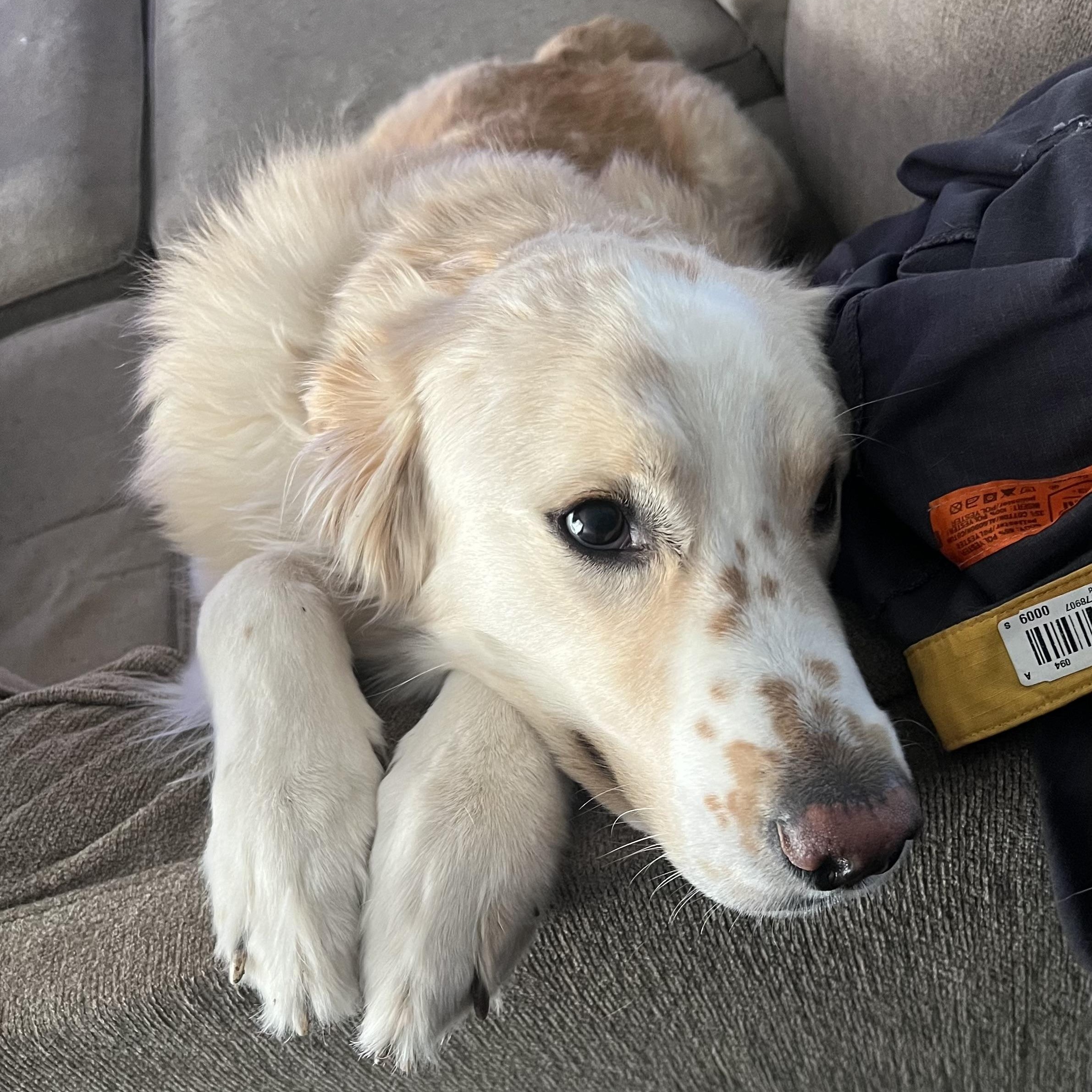 Enlarge Zeus, an adopted mixed breed in Krum, TX image 2/6