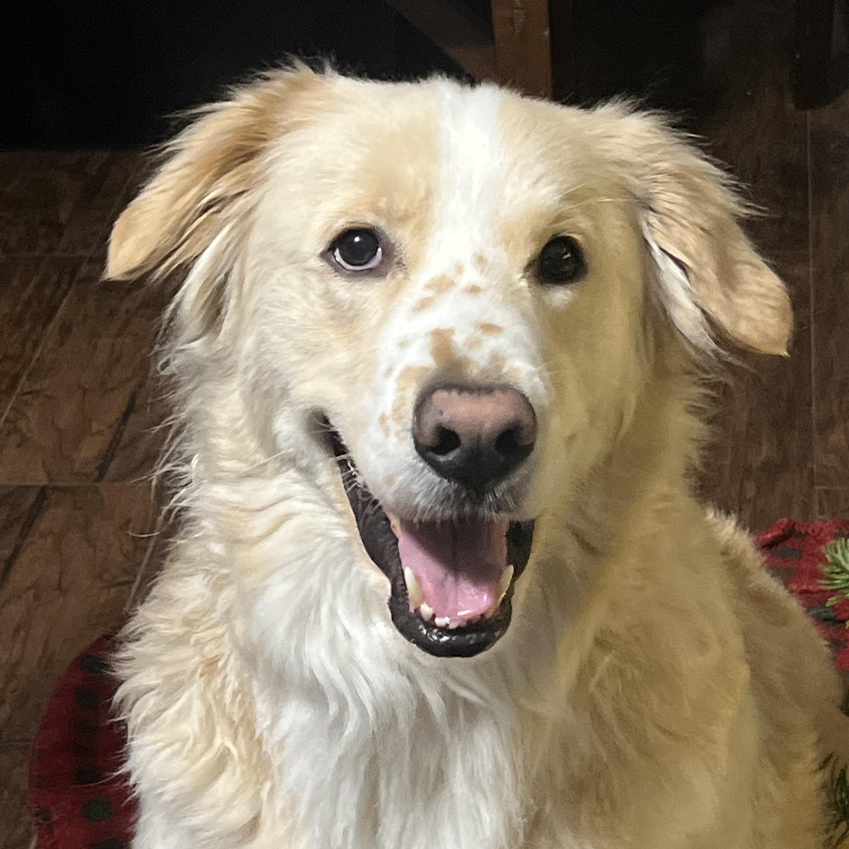 Enlarge Zeus, an adopted mixed breed in Krum, TX image 4/6