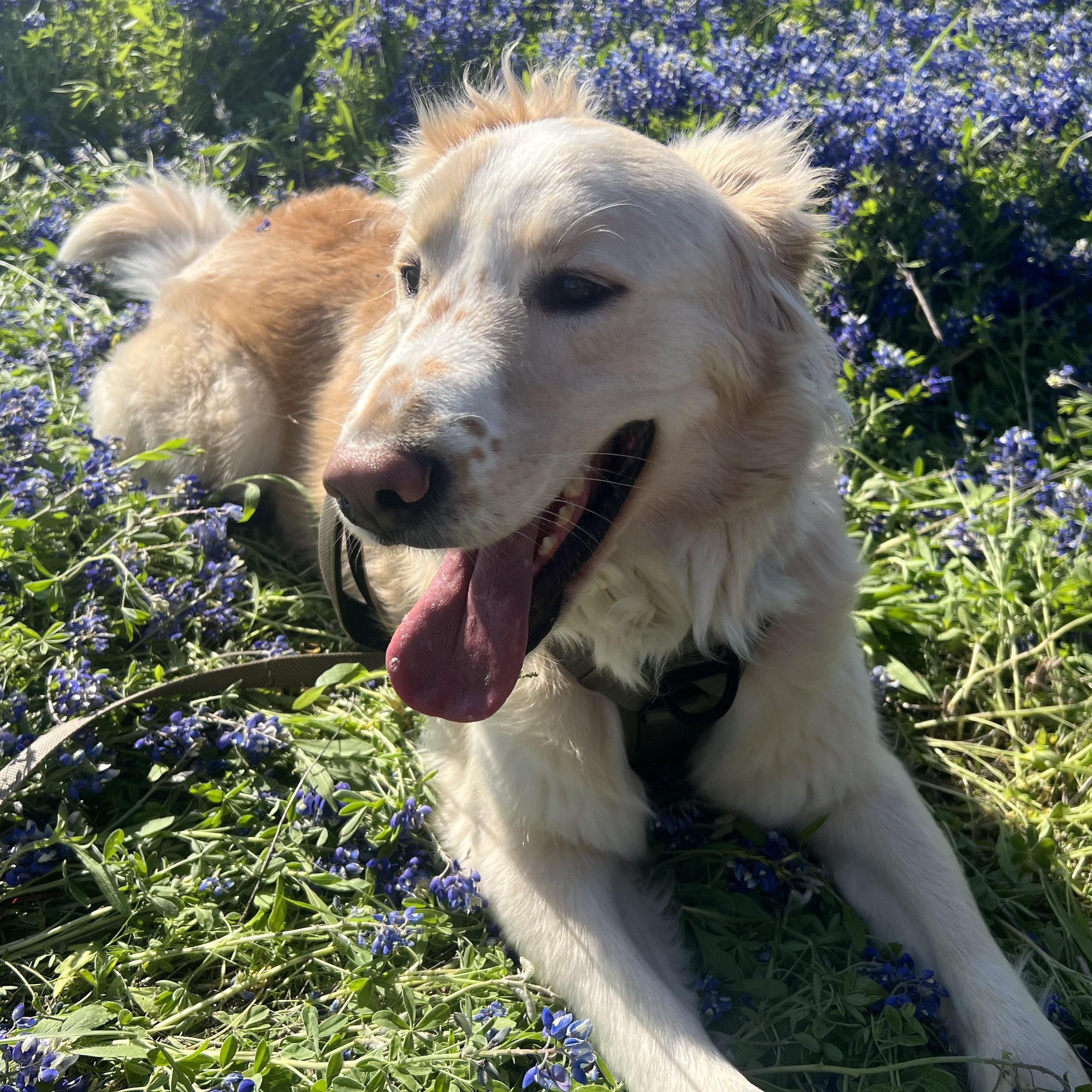 Enlarge Zeus, an adopted mixed breed in Krum, TX image 3/6