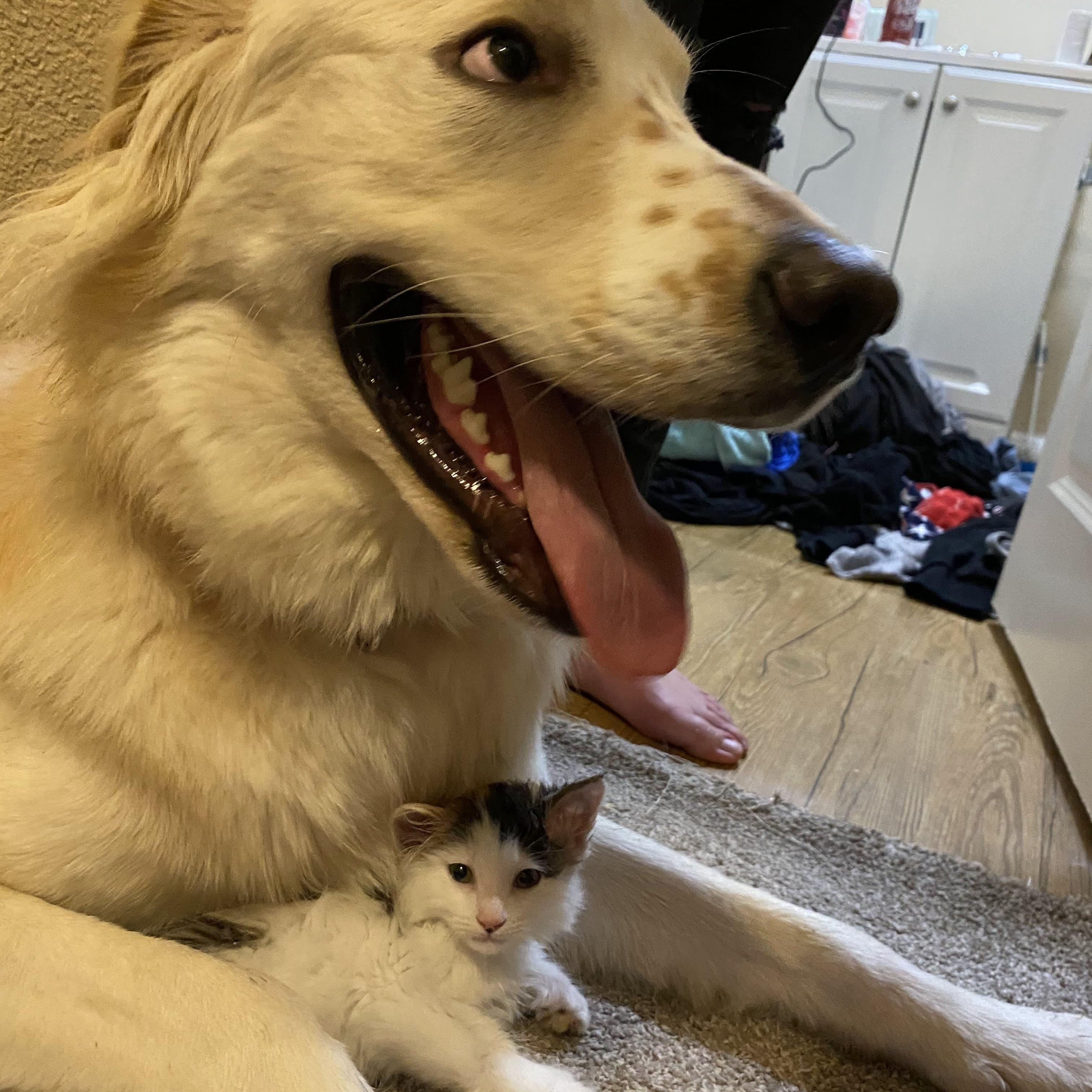 Enlarge Zeus, an adopted mixed breed in Krum, TX image 6/6