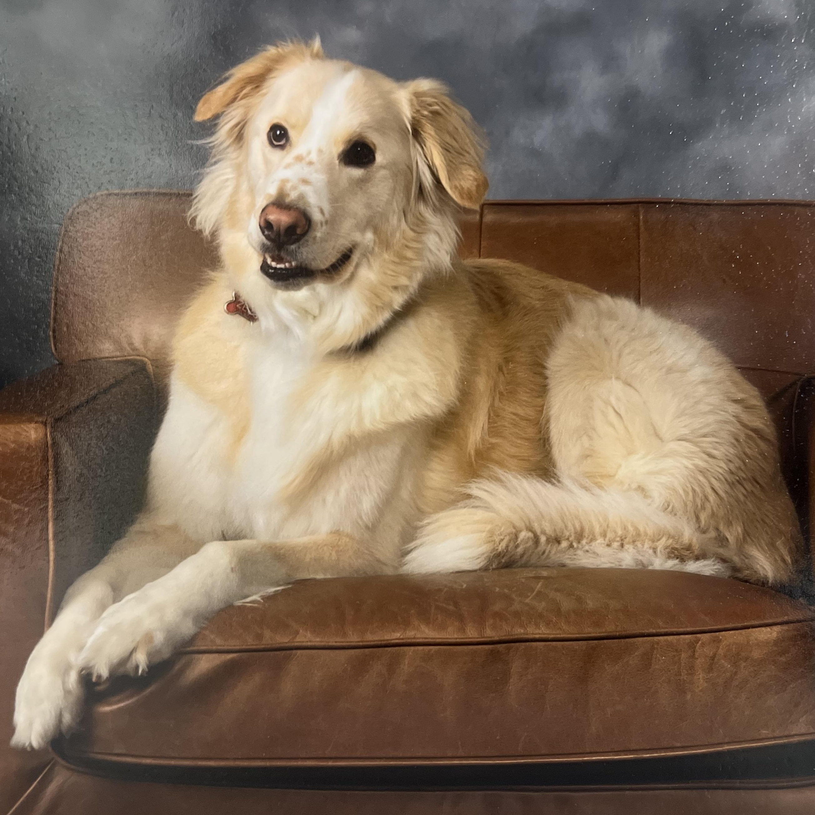 Enlarge Zeus, an adopted mixed breed in Krum, TX image 1/6