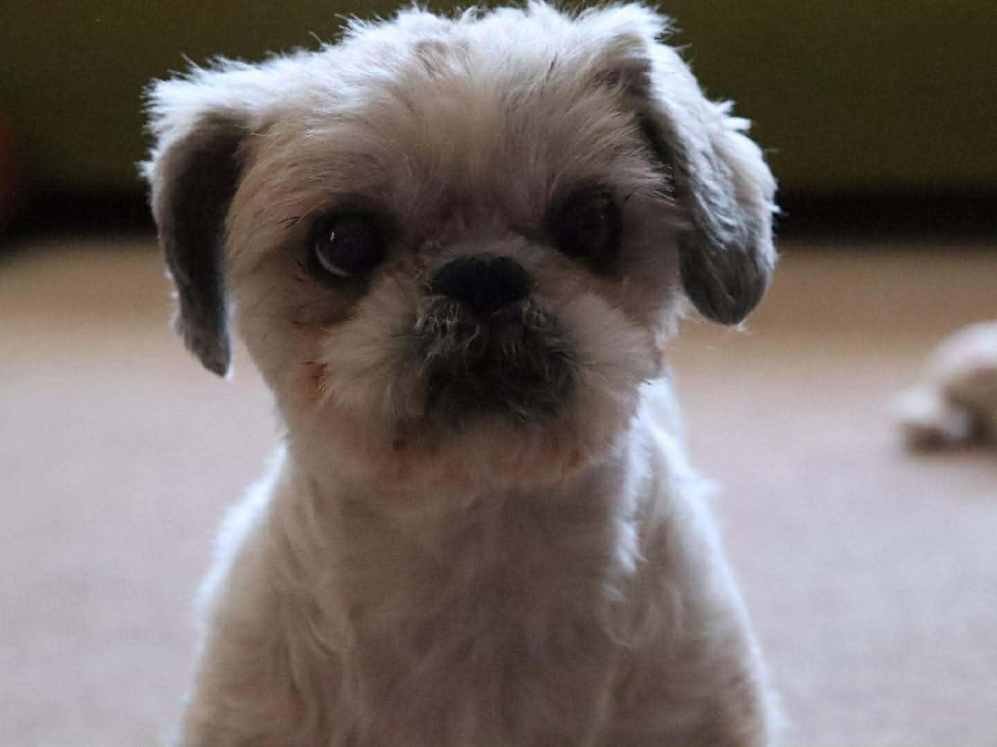 Murray, adoptable, Senior Male Shih Tzu.
