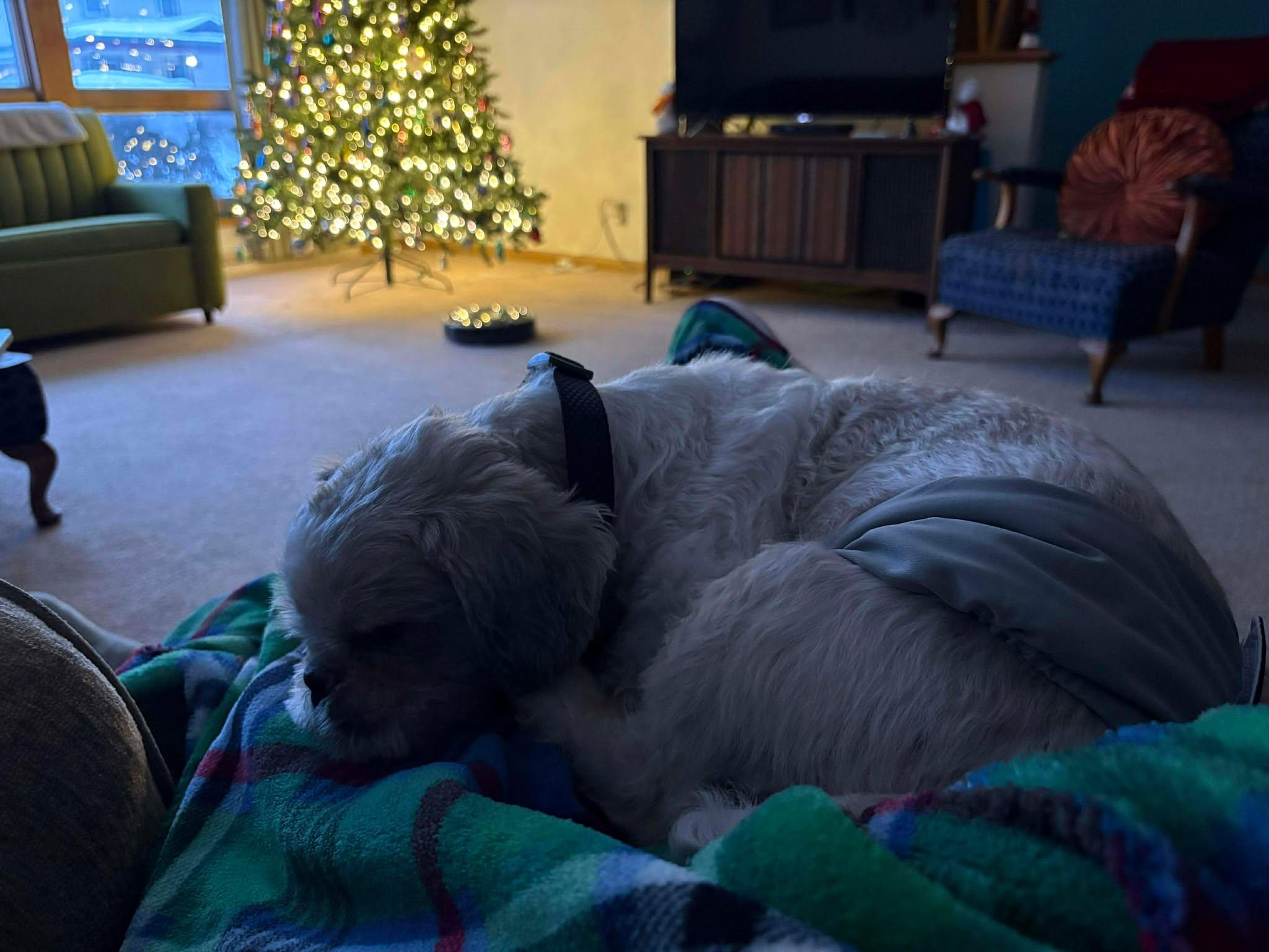 Murray, an adoptable mixed breed in Whitewater, WI image 2/6