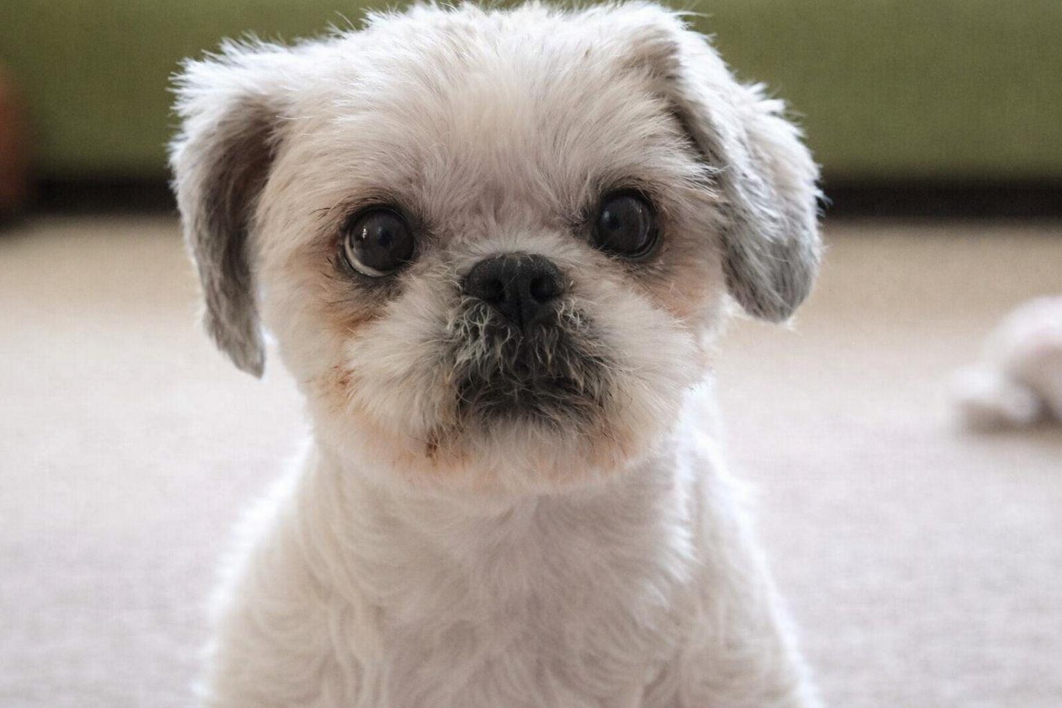 Murray, adoptable, Senior Male Shih Tzu.