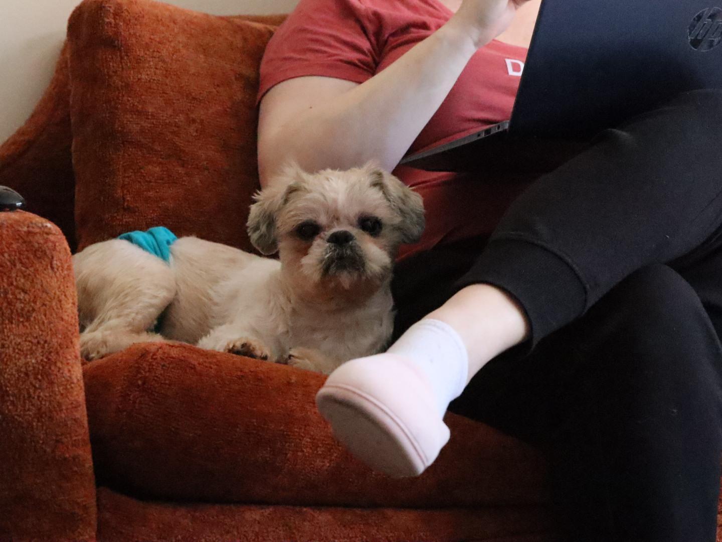 Murray, an adoptable mixed breed in Whitewater, WI image 3/6