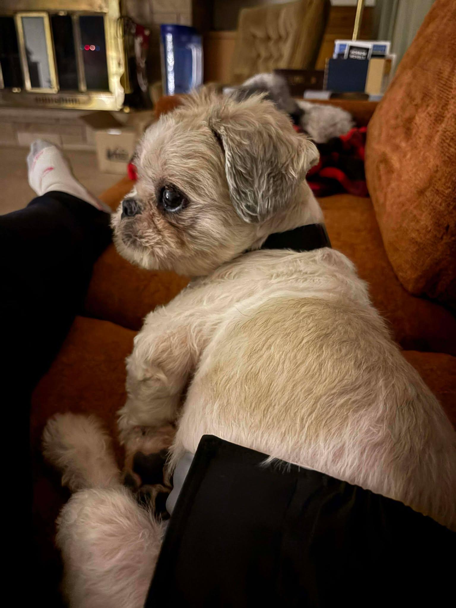 Murray, an adoptable mixed breed in Whitewater, WI image 4/6