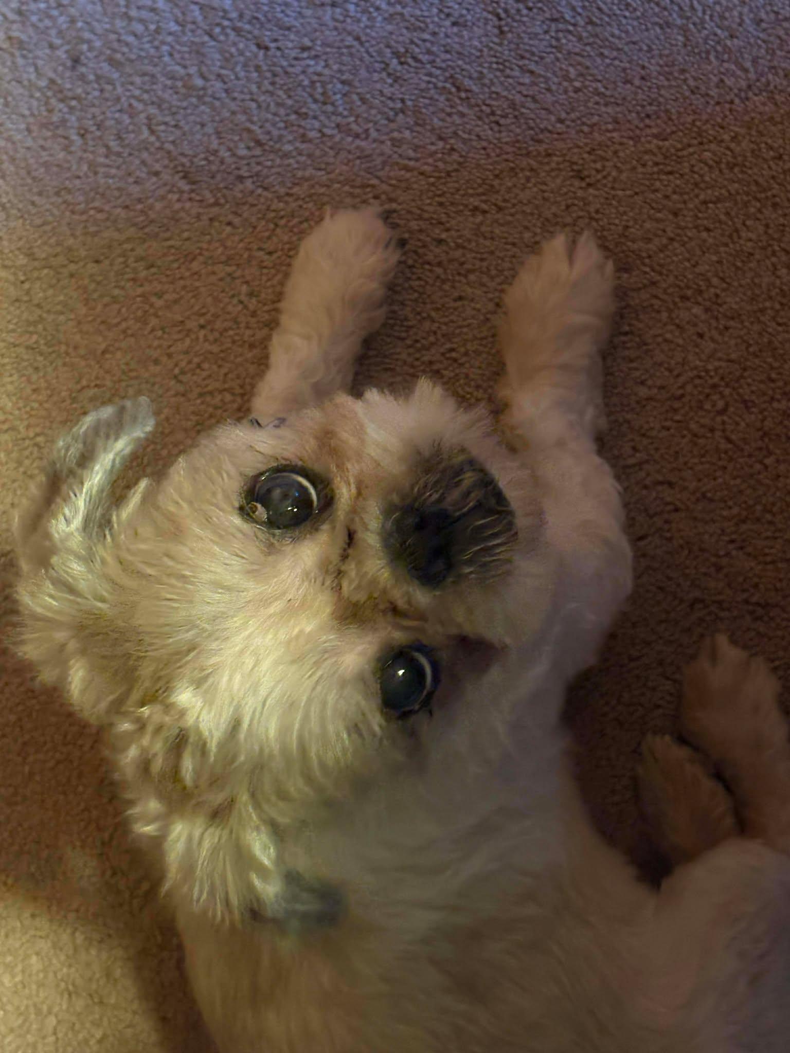 Murray, an adoptable mixed breed in Whitewater, WI image 5/6