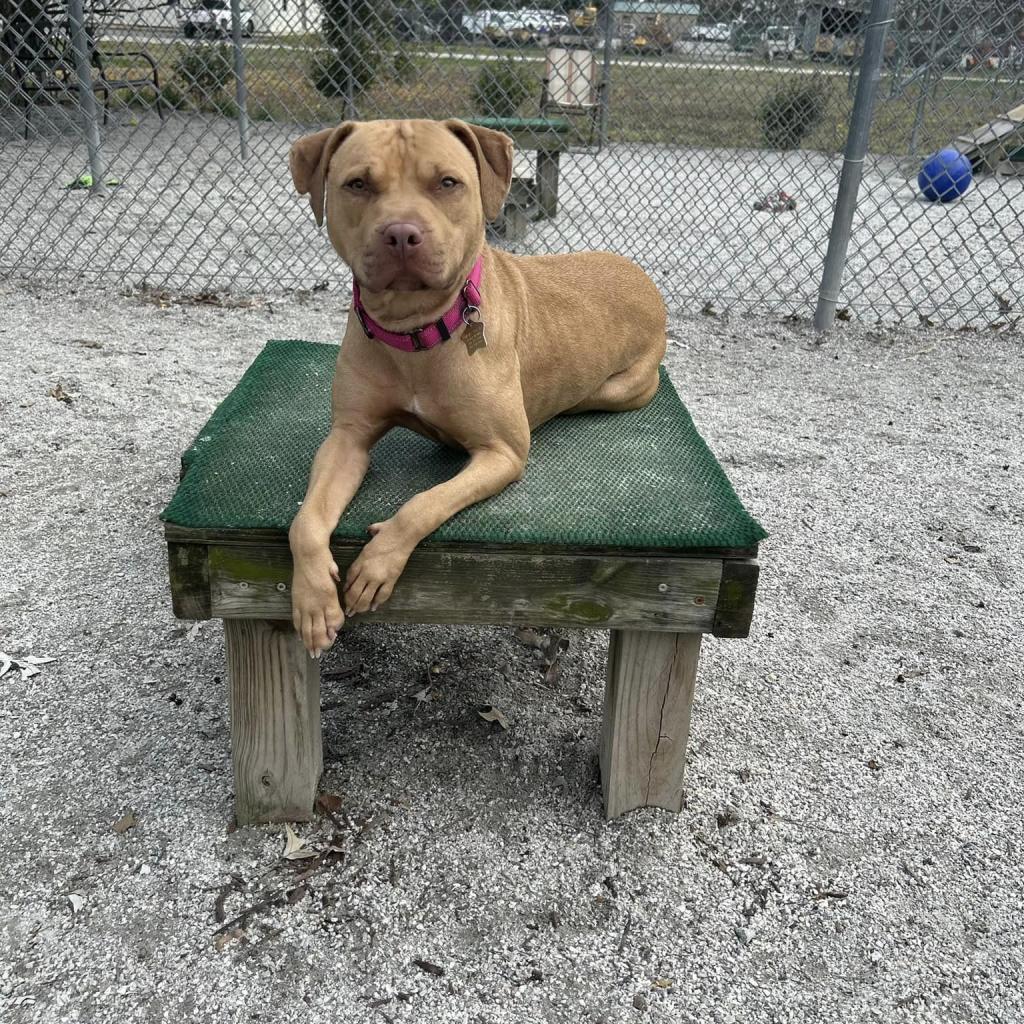 Callie, a Adoptable mixed breed in Windsor, VA image 2/5