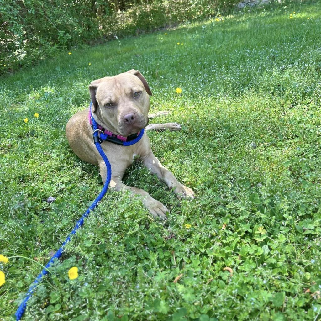 Callie, Adoptable, Adult Female Pit Bull Terrier.