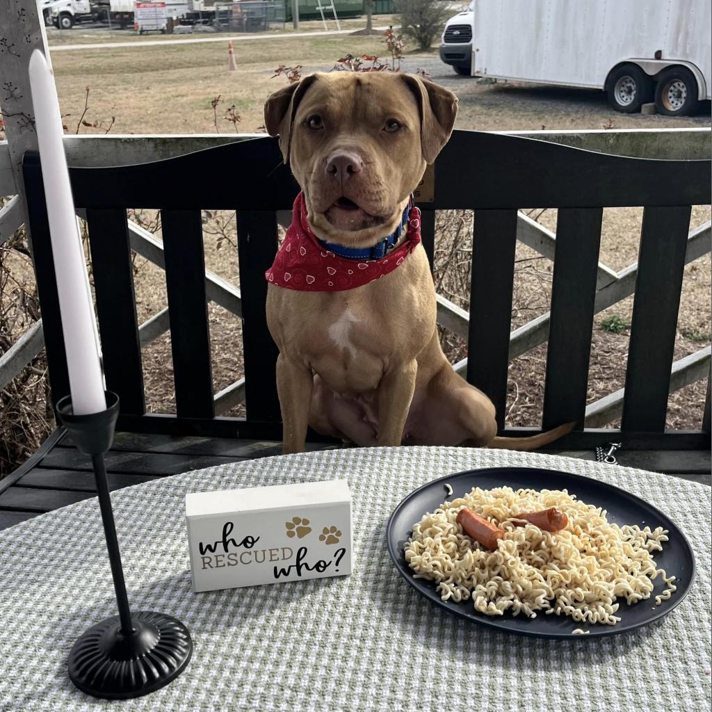 Enlarge Callie, a Adoptable mixed breed in Windsor, VA image 2/5