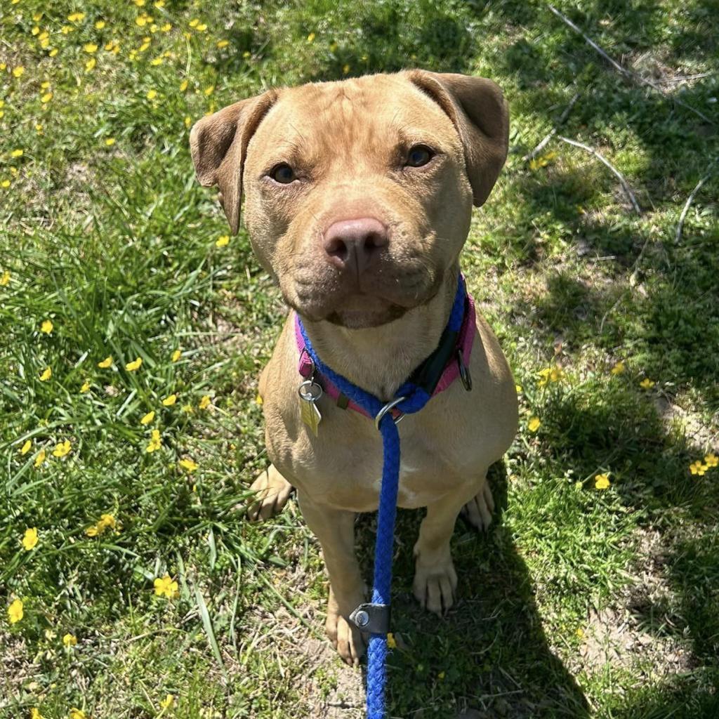 Callie, a Adoptable mixed breed in Windsor, VA image 5/5