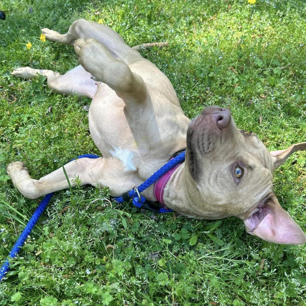 Enlarge Callie, a Adoptable mixed breed in Windsor, VA image 4/5