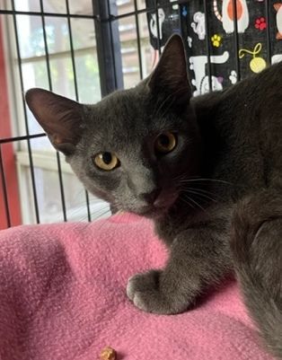 TJ, Adoptable, Young Male Russian Blue.