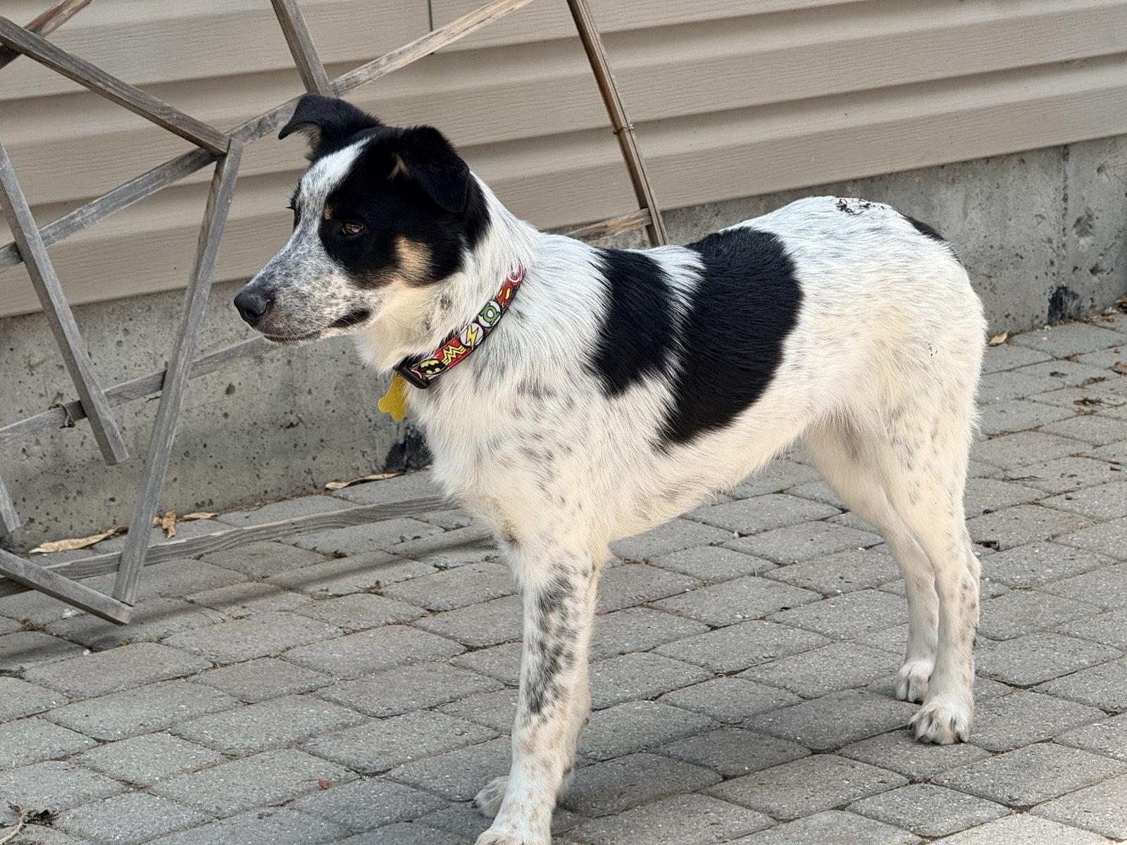 Robbie, a Adoptable Border Collie in Salt Lake City, UT image 1/3