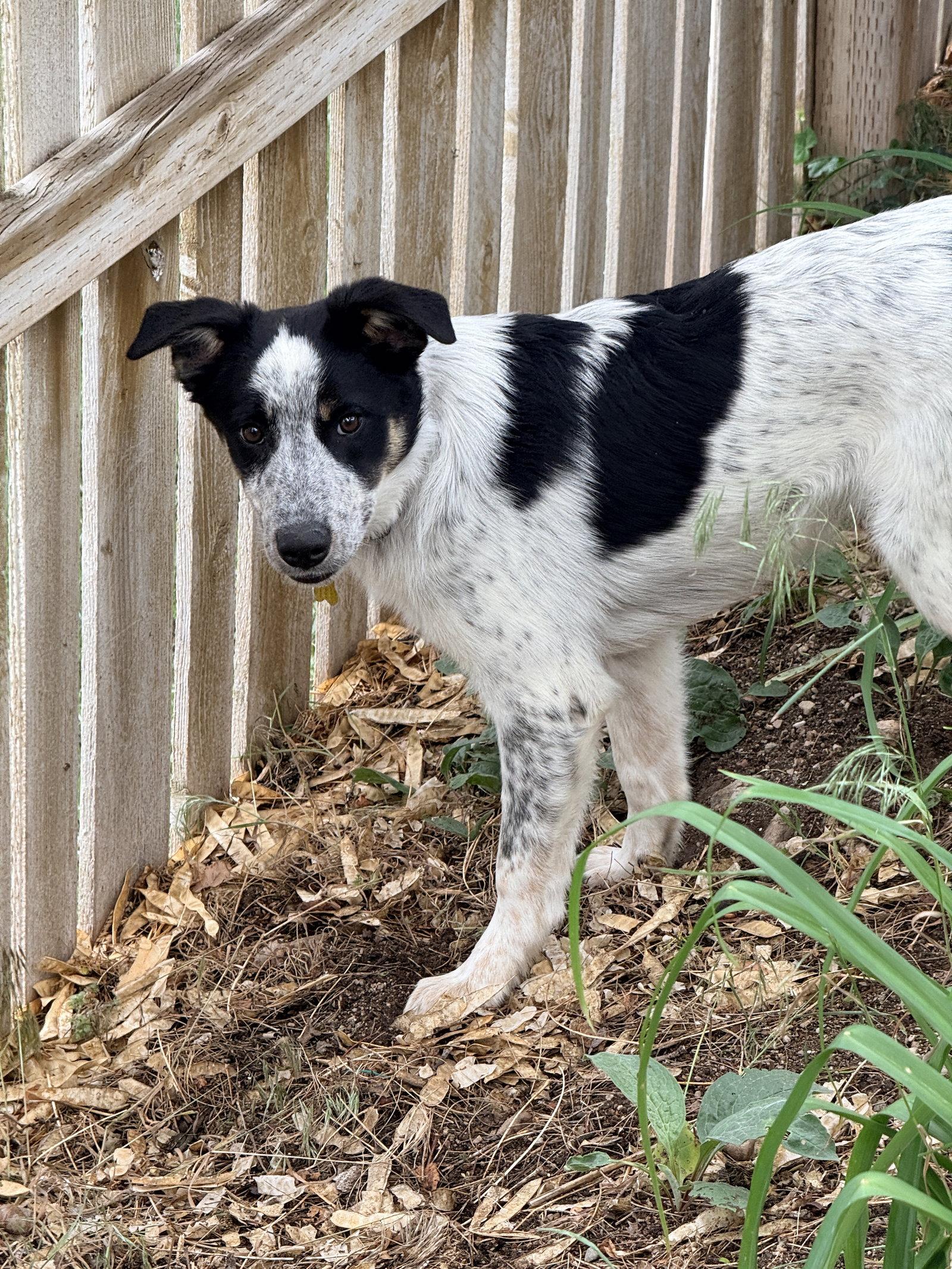 Robbie, a Adoptable Border Collie in Salt Lake City, UT image 2/3
