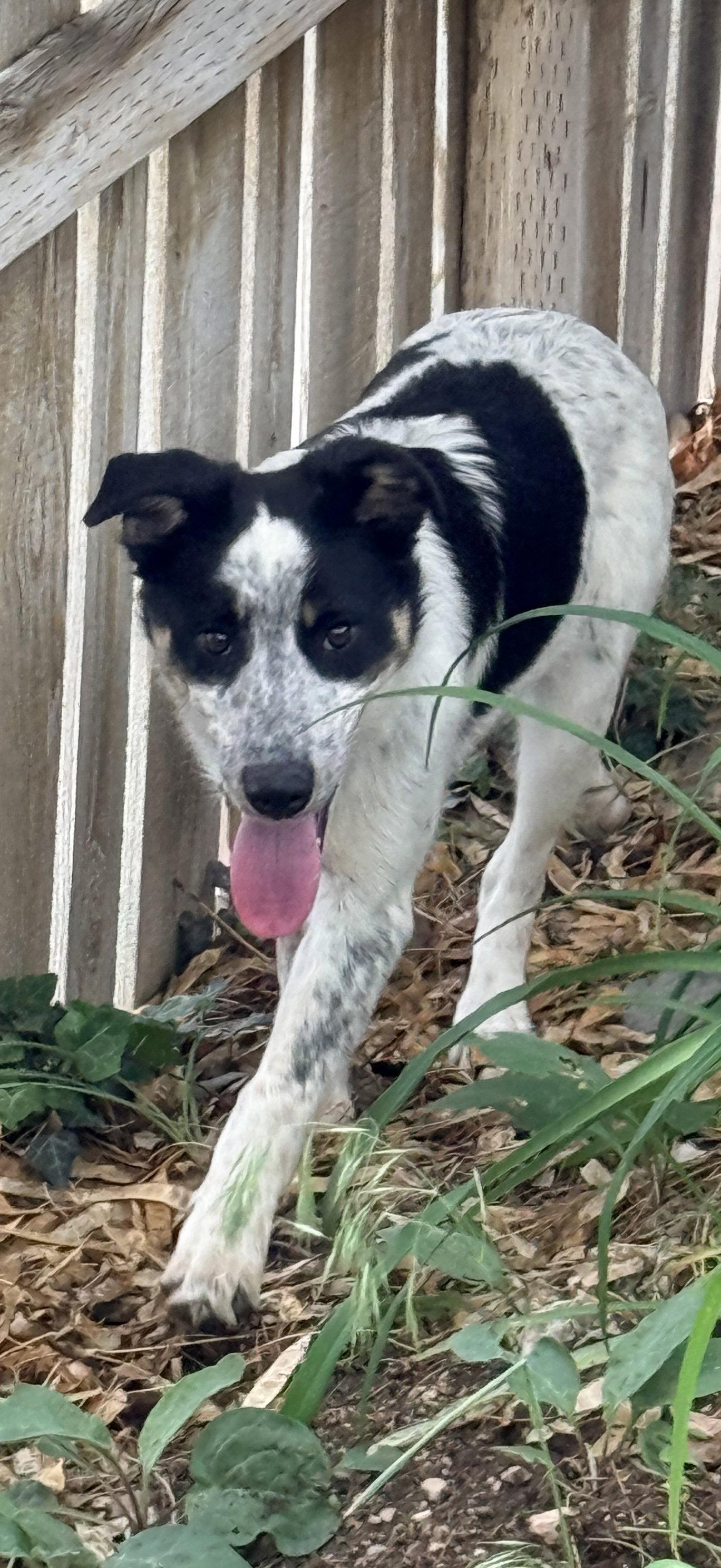Robbie, a Adoptable Border Collie in Salt Lake City, UT image 3/3