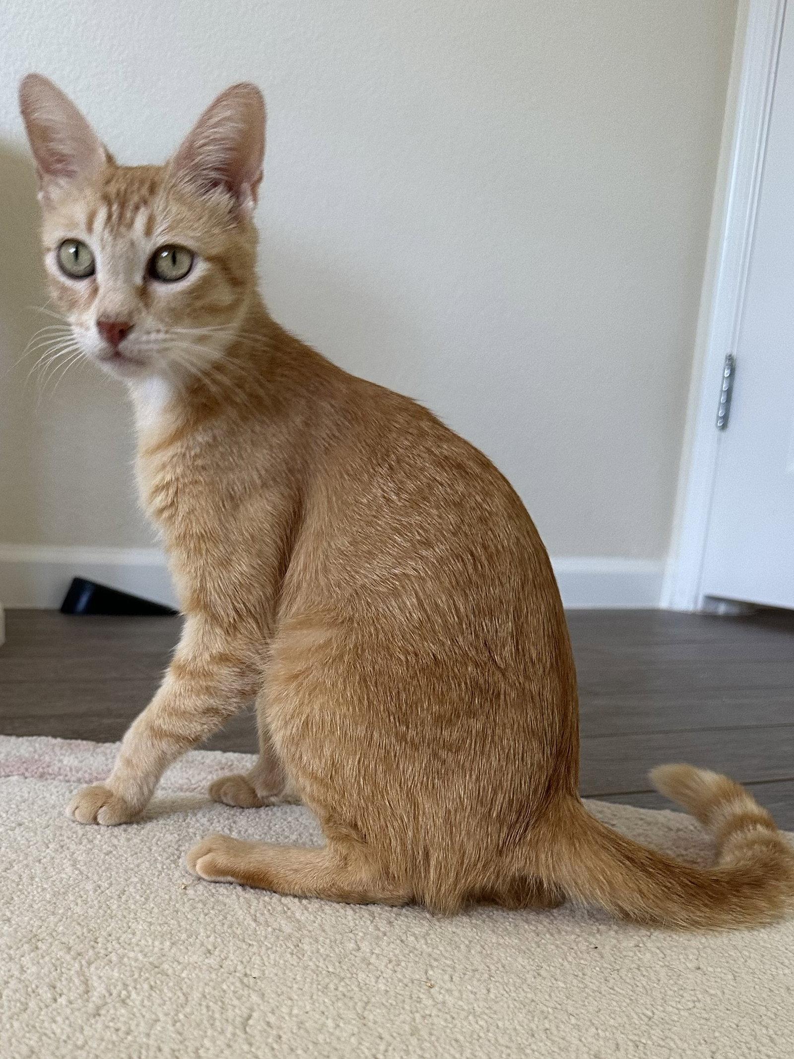 Enlarge Isabelle., a Adopted Tabby in Plano, TX image 1/2