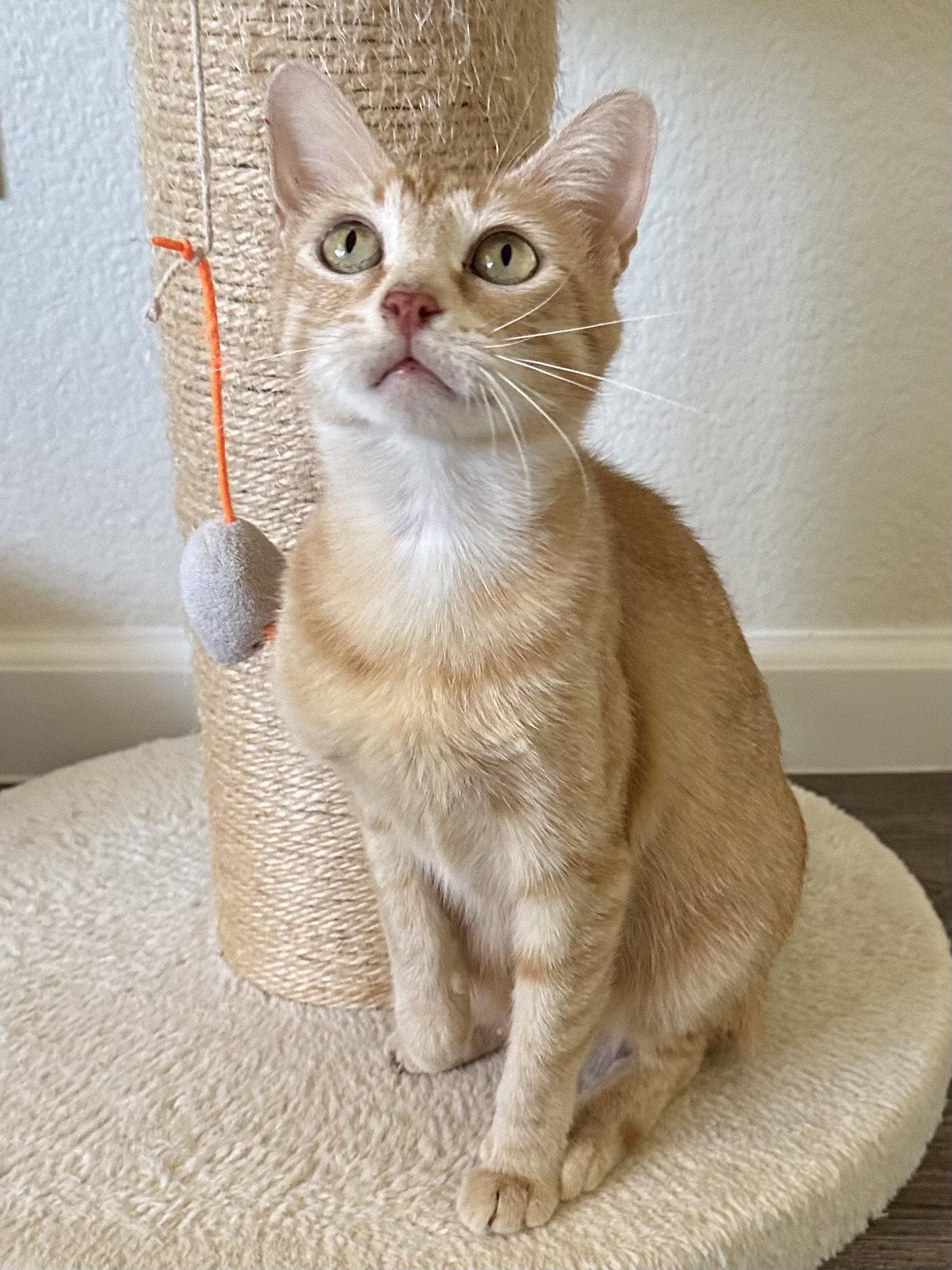 Enlarge Isabelle., a Adopted Tabby in Plano, TX image 2/2