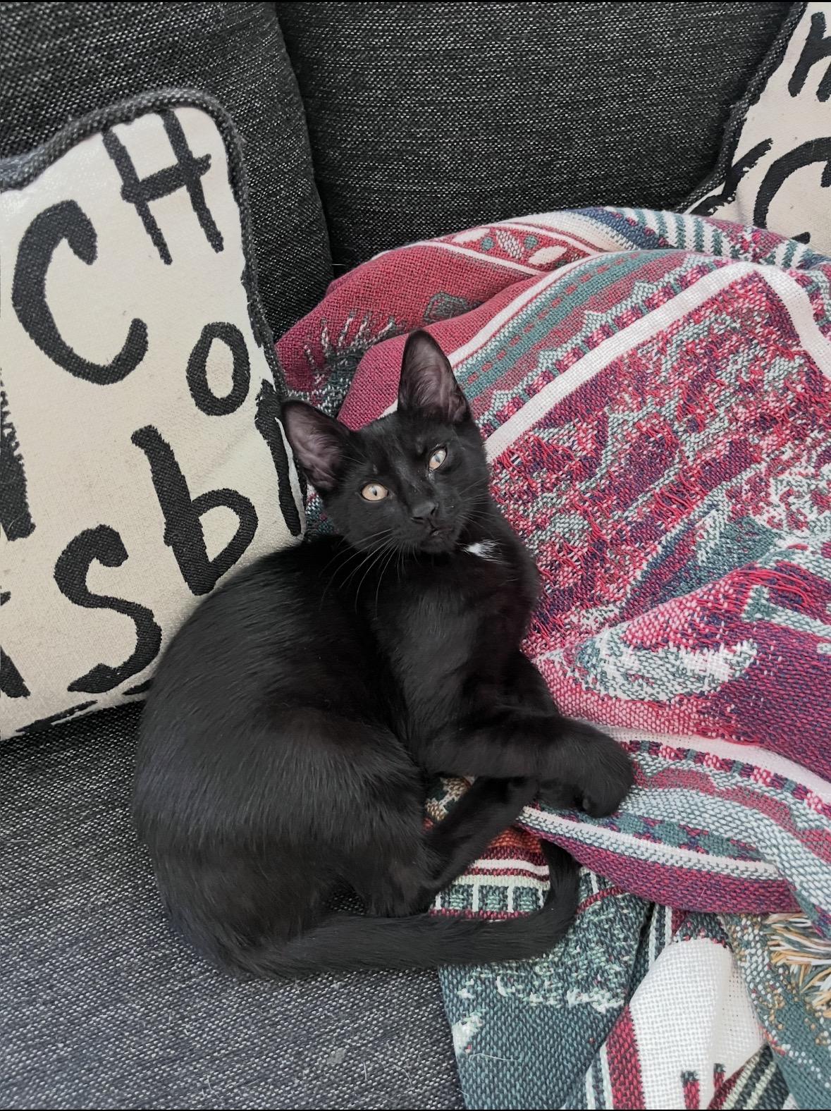 Martin, ADOPTABLE, Young Male Domestic Short Hair.