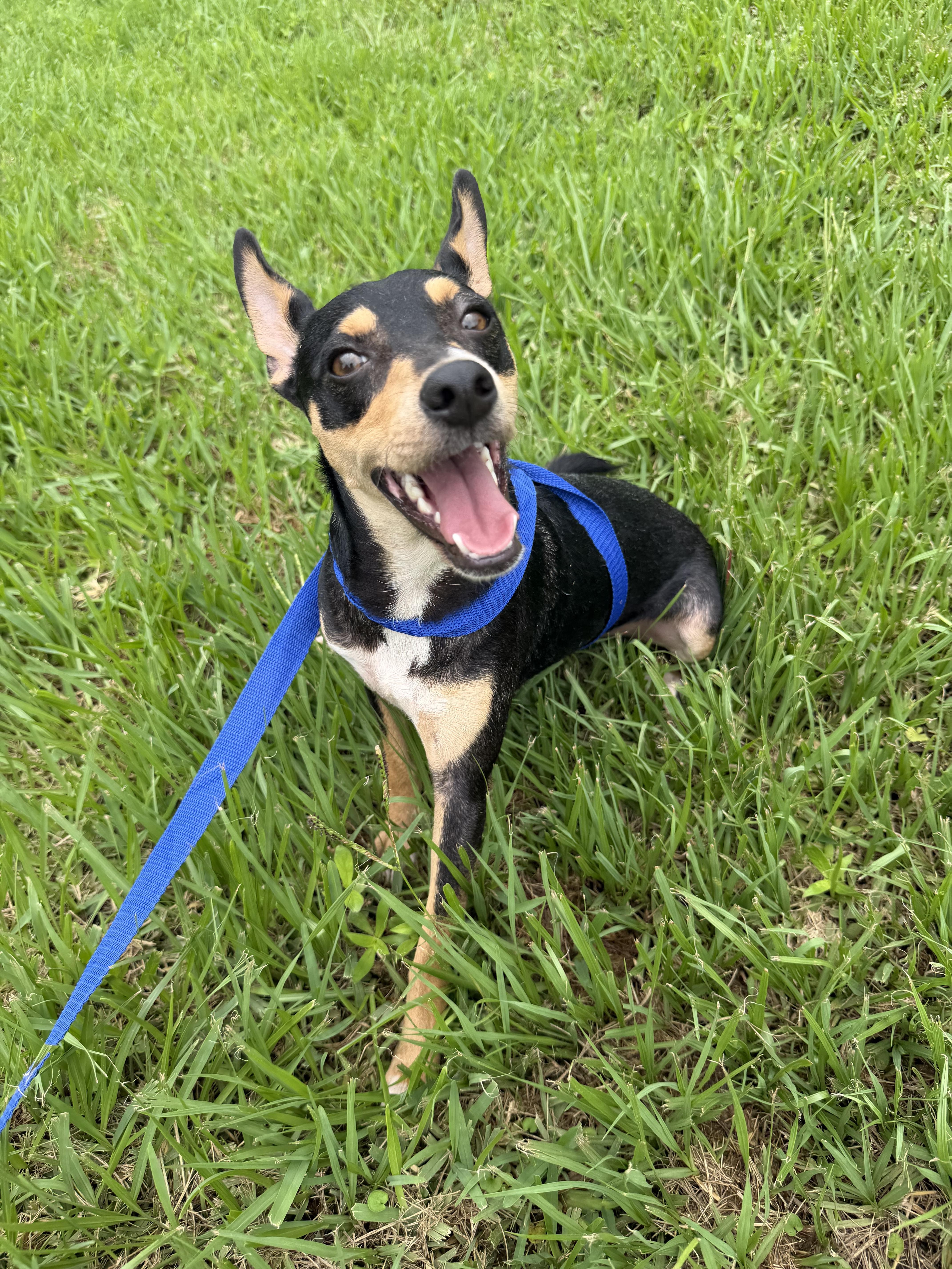 Spunky, a ADOPTABLE mixed breed in Westerly, RI image 4/5