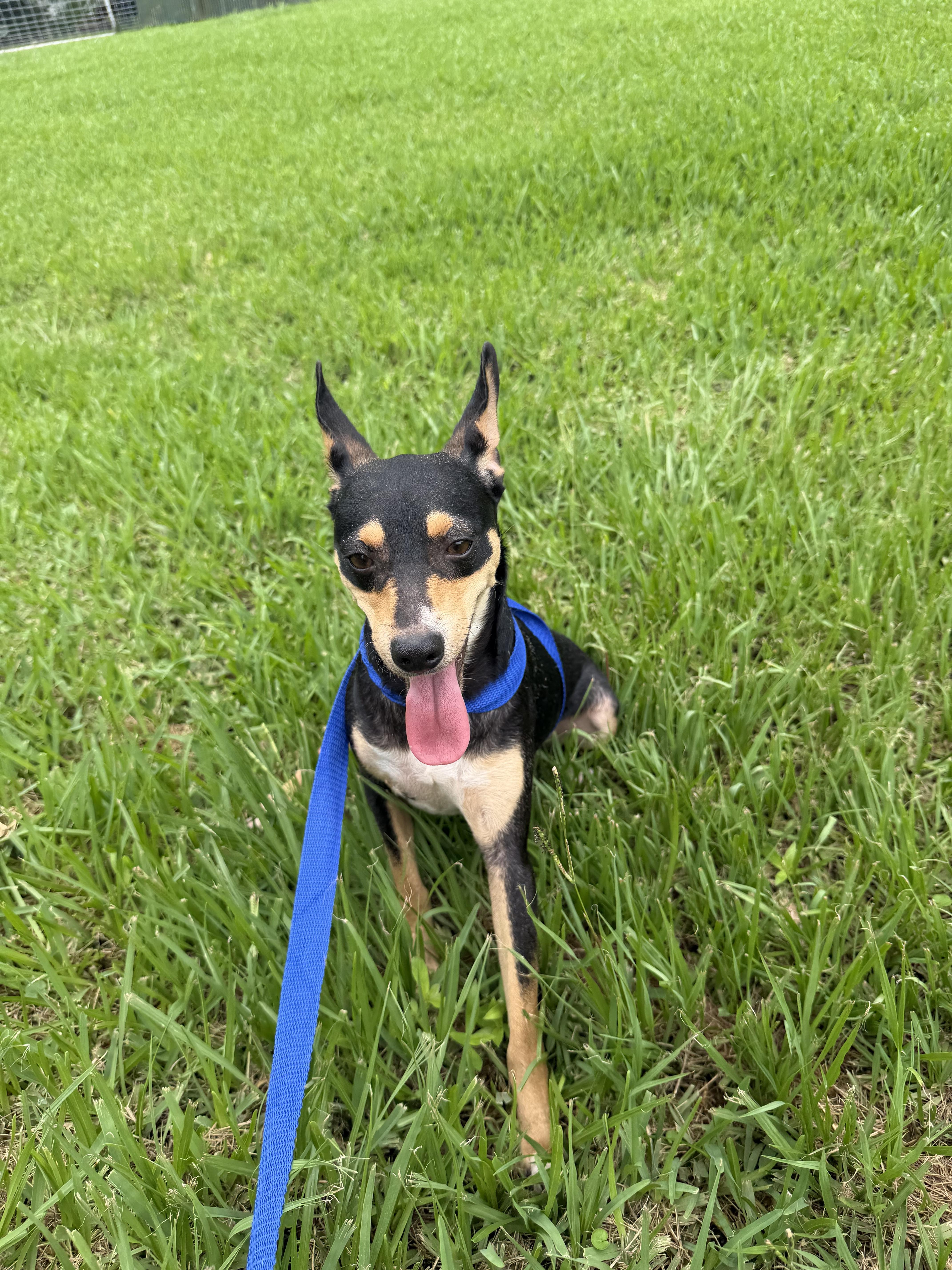 Spunky, a ADOPTABLE mixed breed in Westerly, RI image 5/5