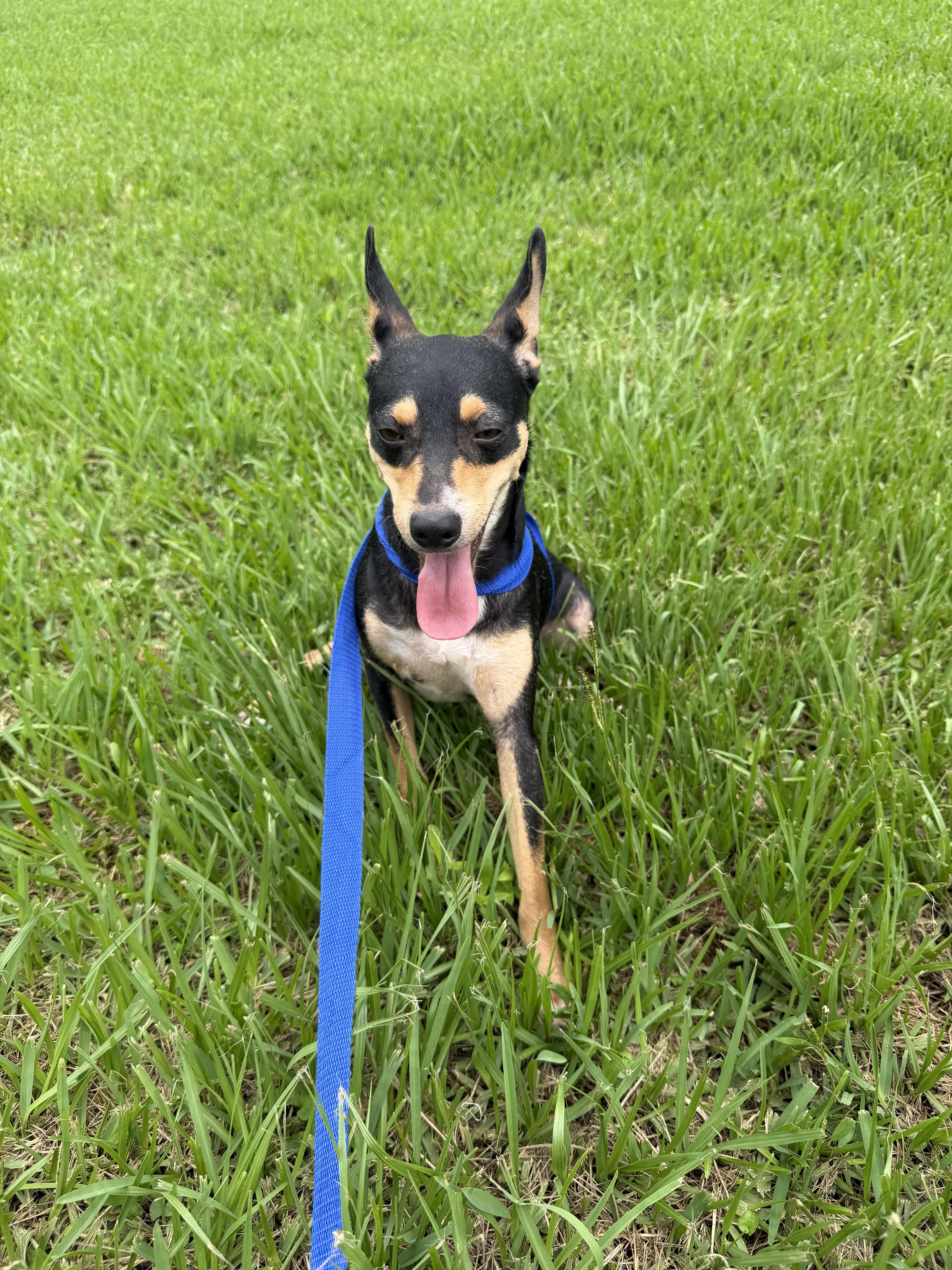 Spunky, a ADOPTABLE mixed breed in Westerly, RI image 2/5