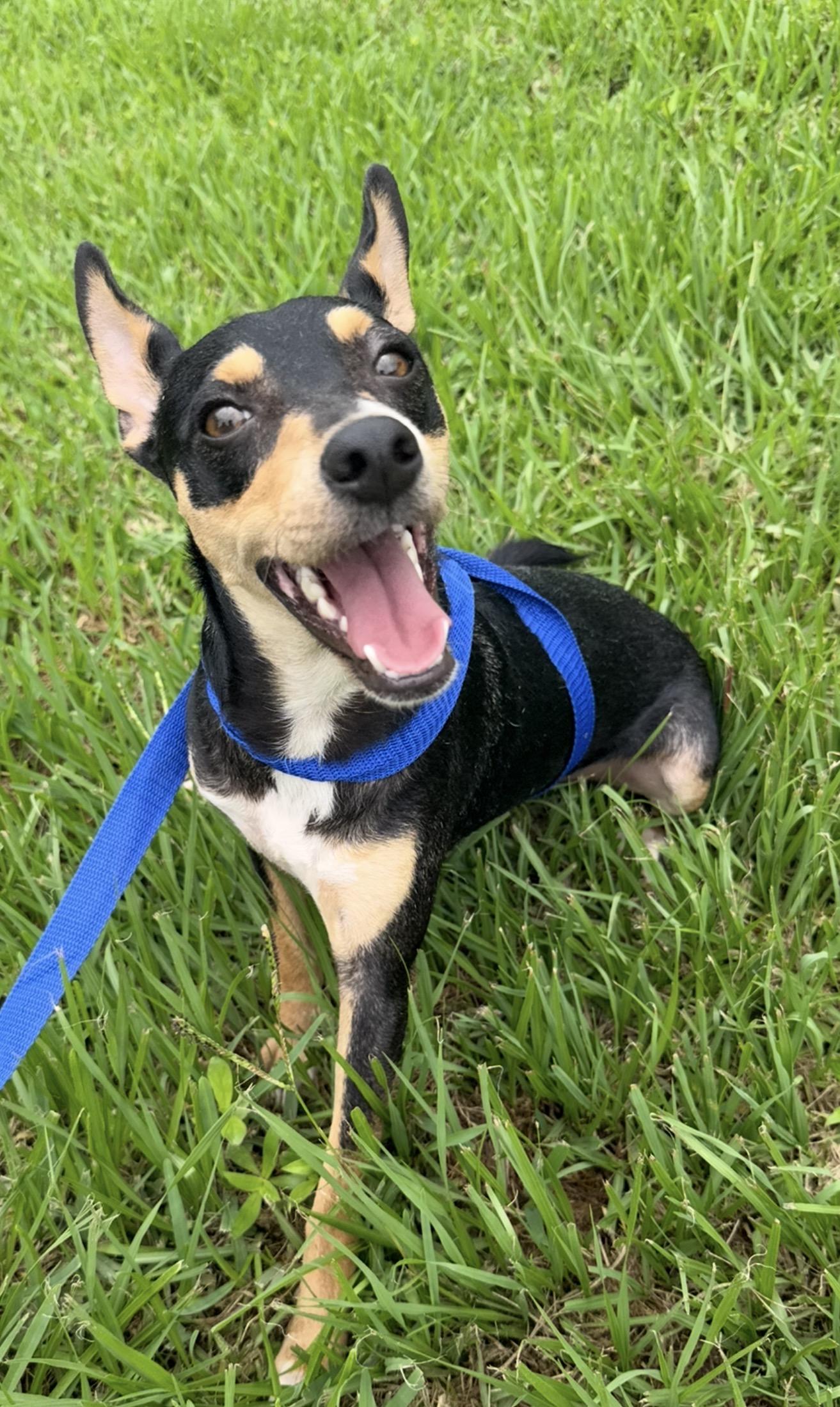 Spunky, a ADOPTABLE mixed breed in Westerly, RI image 1/5