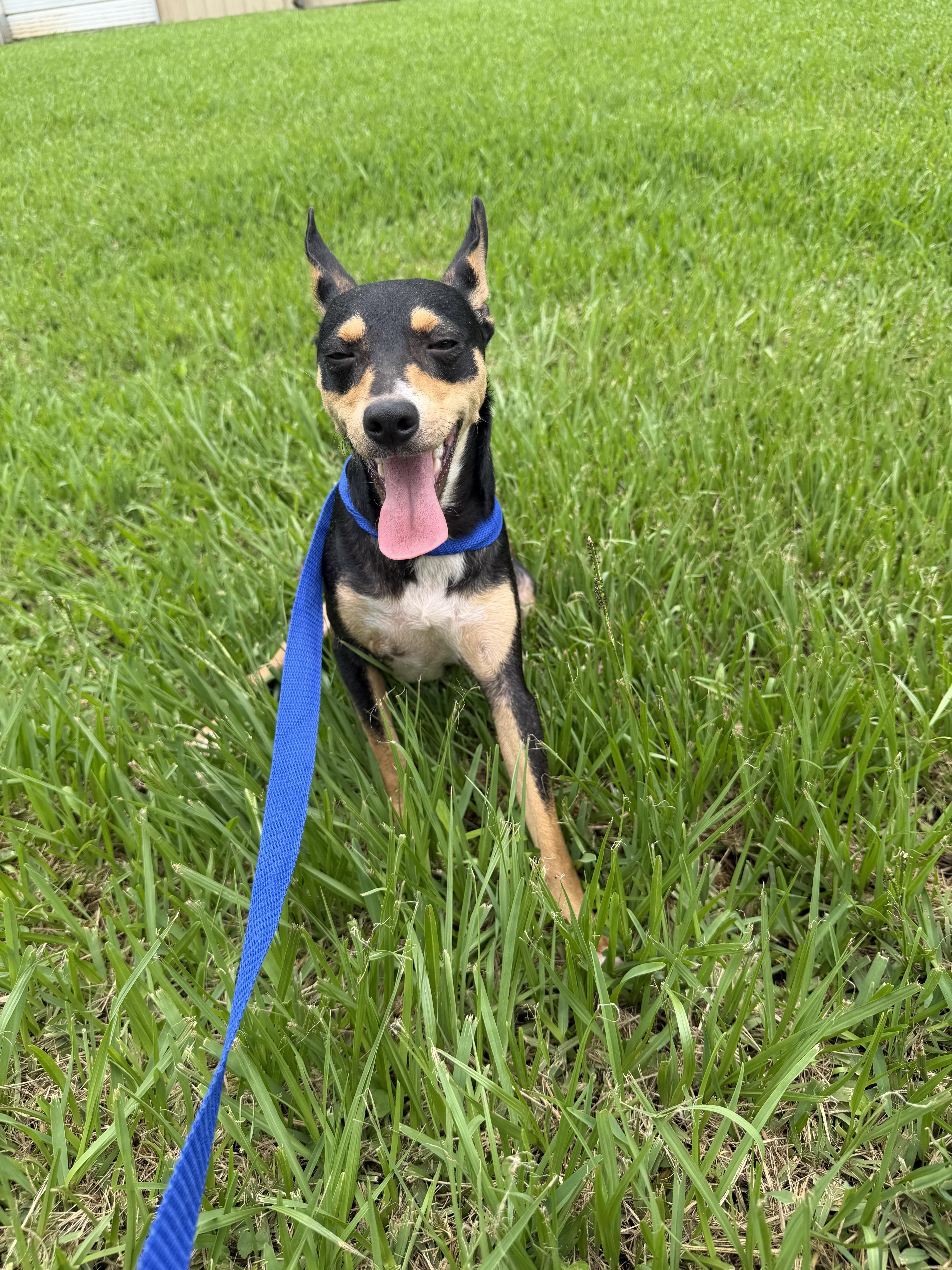 Spunky, a ADOPTABLE mixed breed in Westerly, RI image 3/5