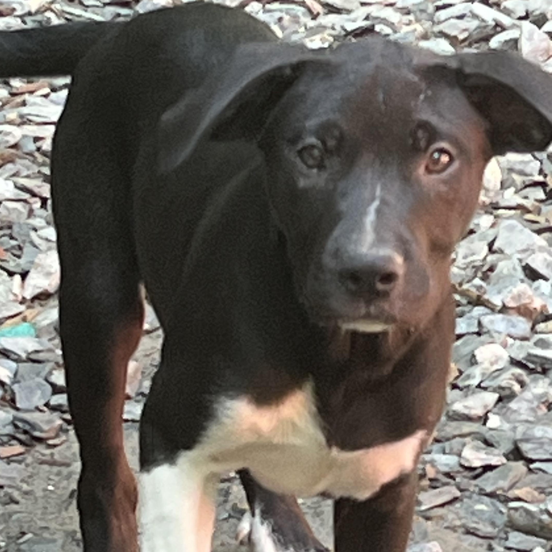 Tamara(Reduced fee until 12/15), Adoptable, Young Female Pit Bull Terrier.