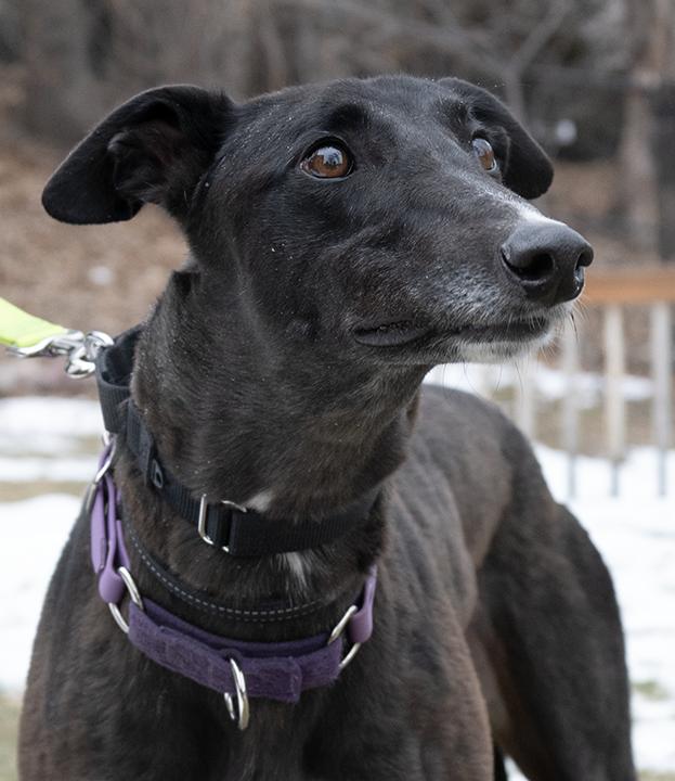 Milly, a Adoptable Greyhound in Minneapolis, MN image 1/3