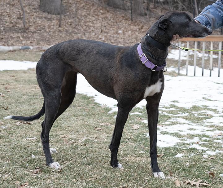 Milly, a Adoptable Greyhound in Minneapolis, MN image 2/3
