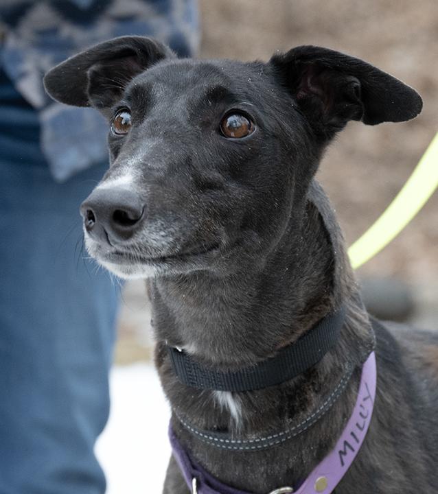 Milly, a Adoptable Greyhound in Minneapolis, MN image 3/3