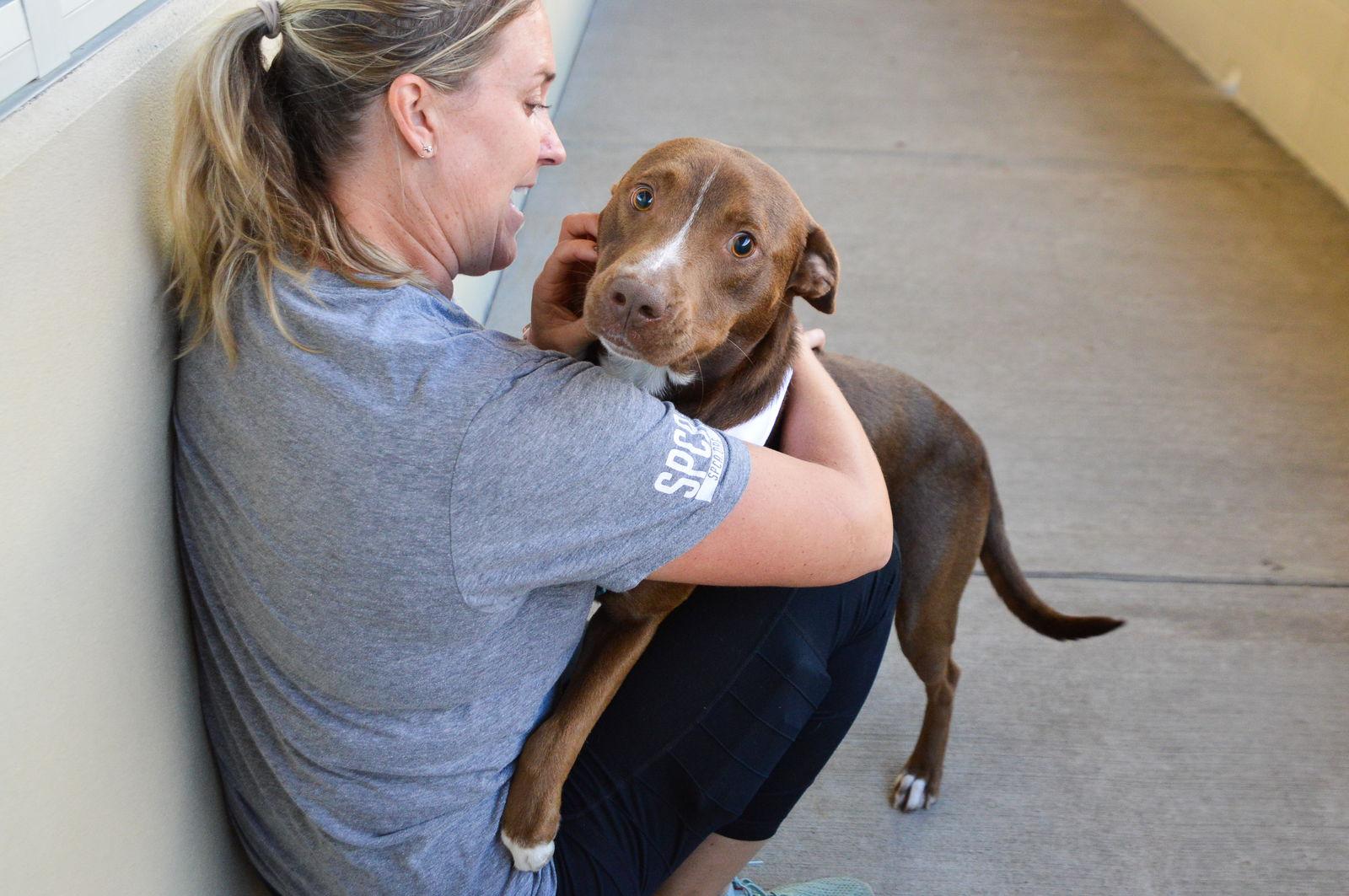 Enlarge Caesar, a Adoptable mixed breed in McKinney, TX image 1/3