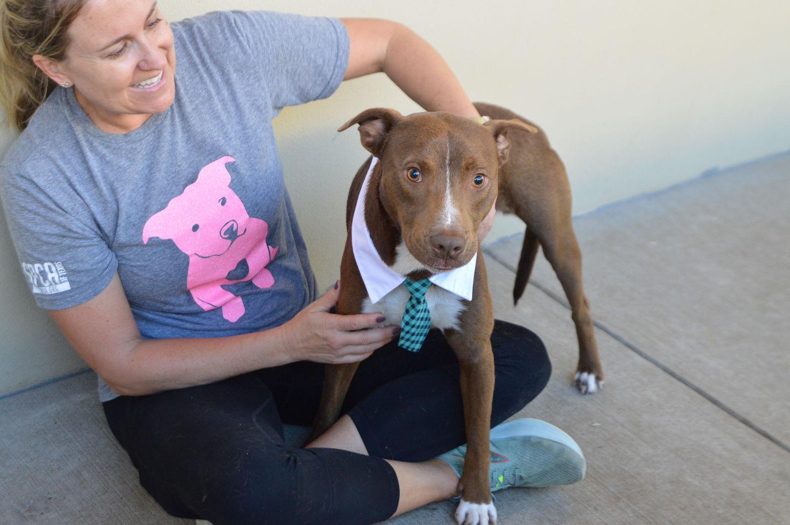 Enlarge Caesar, a Adoptable mixed breed in McKinney, TX image 2/3