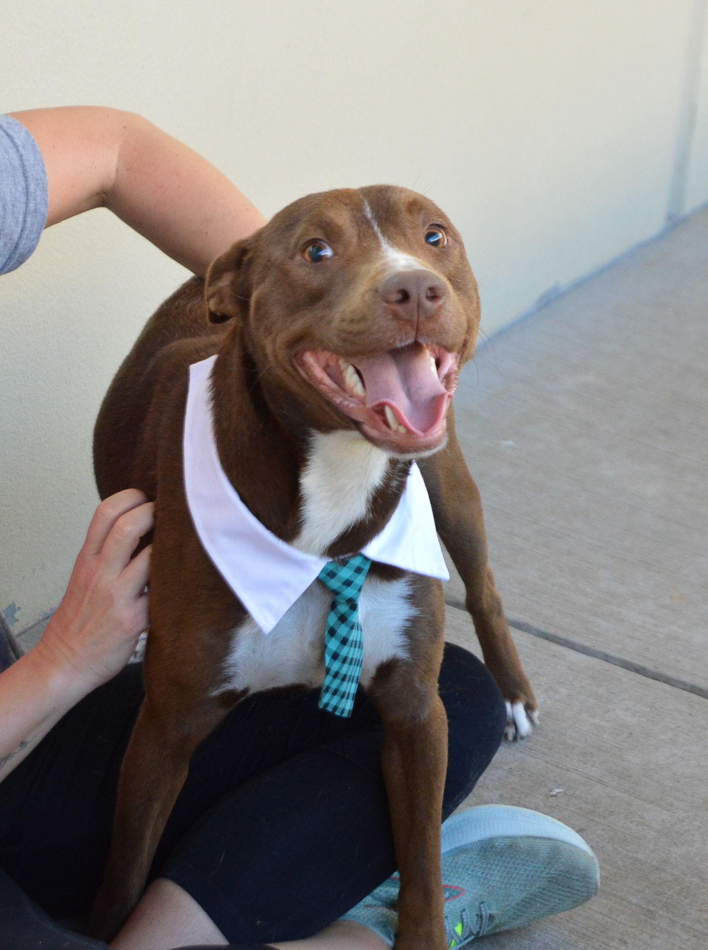 Enlarge Caesar, a Adoptable mixed breed in McKinney, TX image 3/3