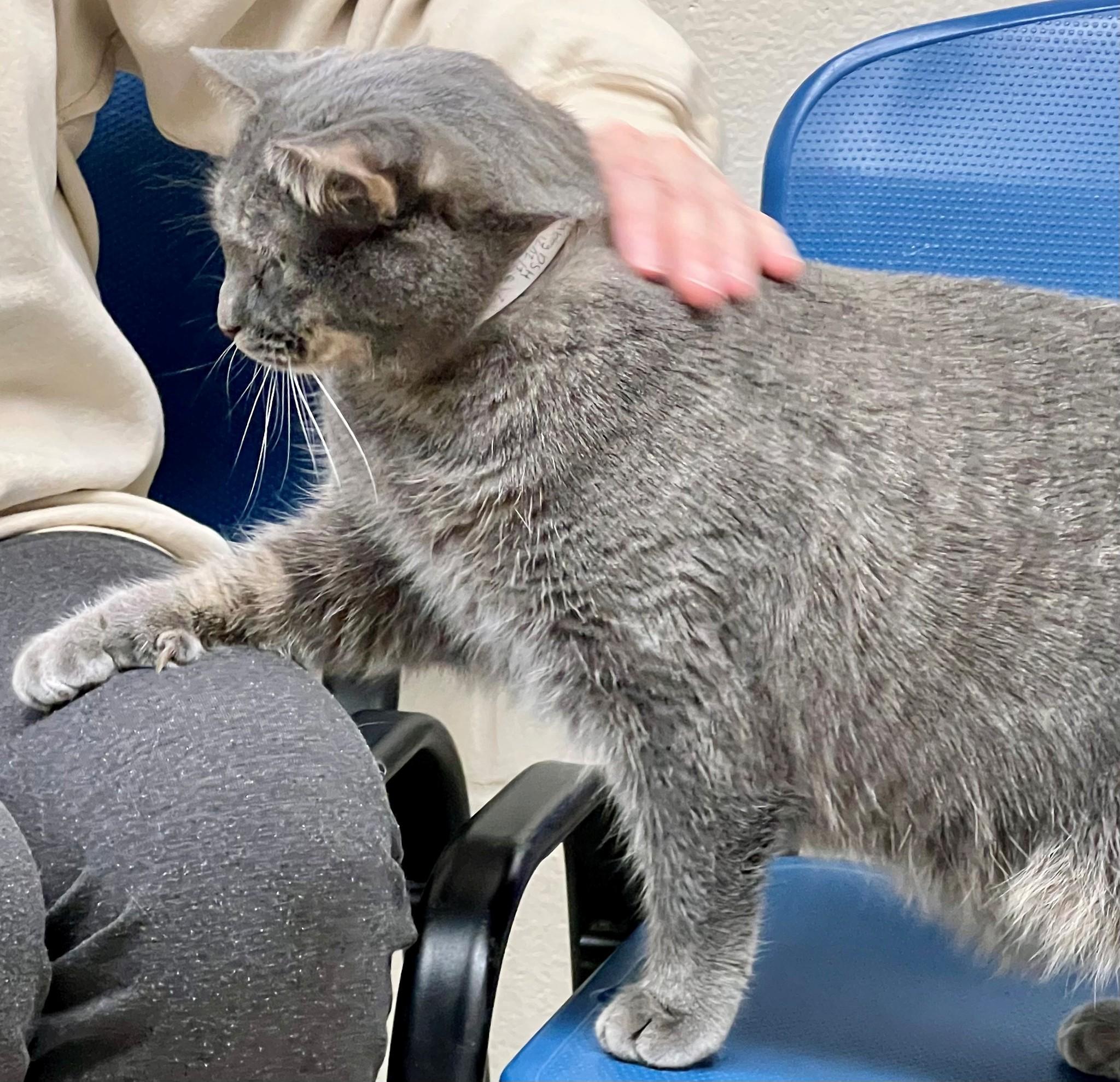 Lily-#49969, a ADOPTABLE Extra-Toes Cat / Hemingway Polydactyl in Columbia, MD image 1/2