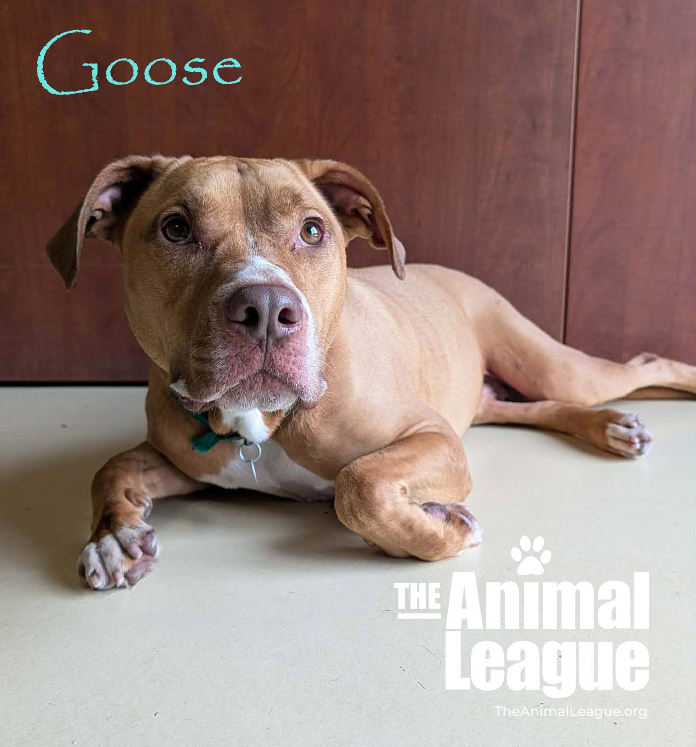 Enlarge Goose, a ADOPTABLE mixed breed in Groveland, FL image 4/5