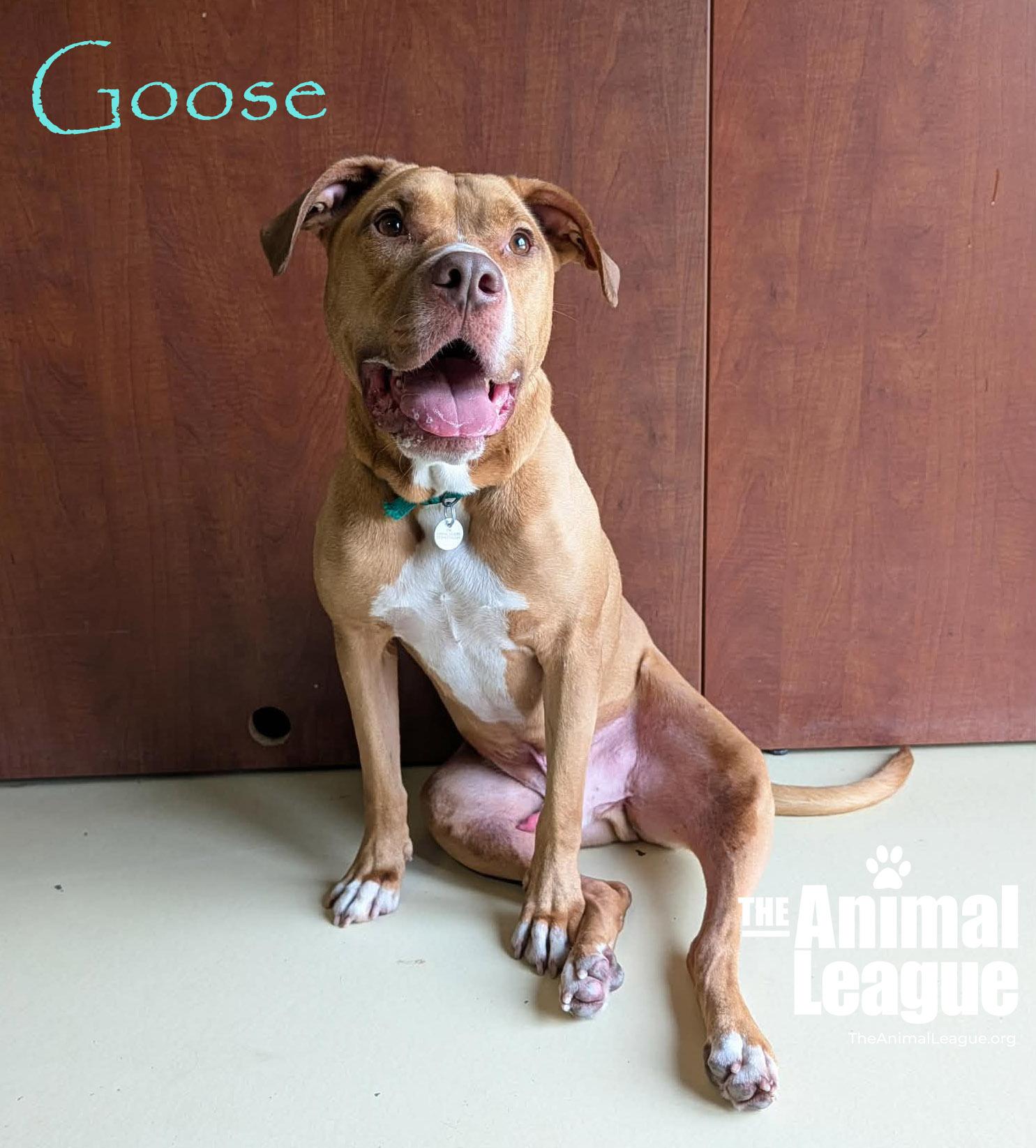 Enlarge Goose, a ADOPTABLE mixed breed in Groveland, FL image 5/5